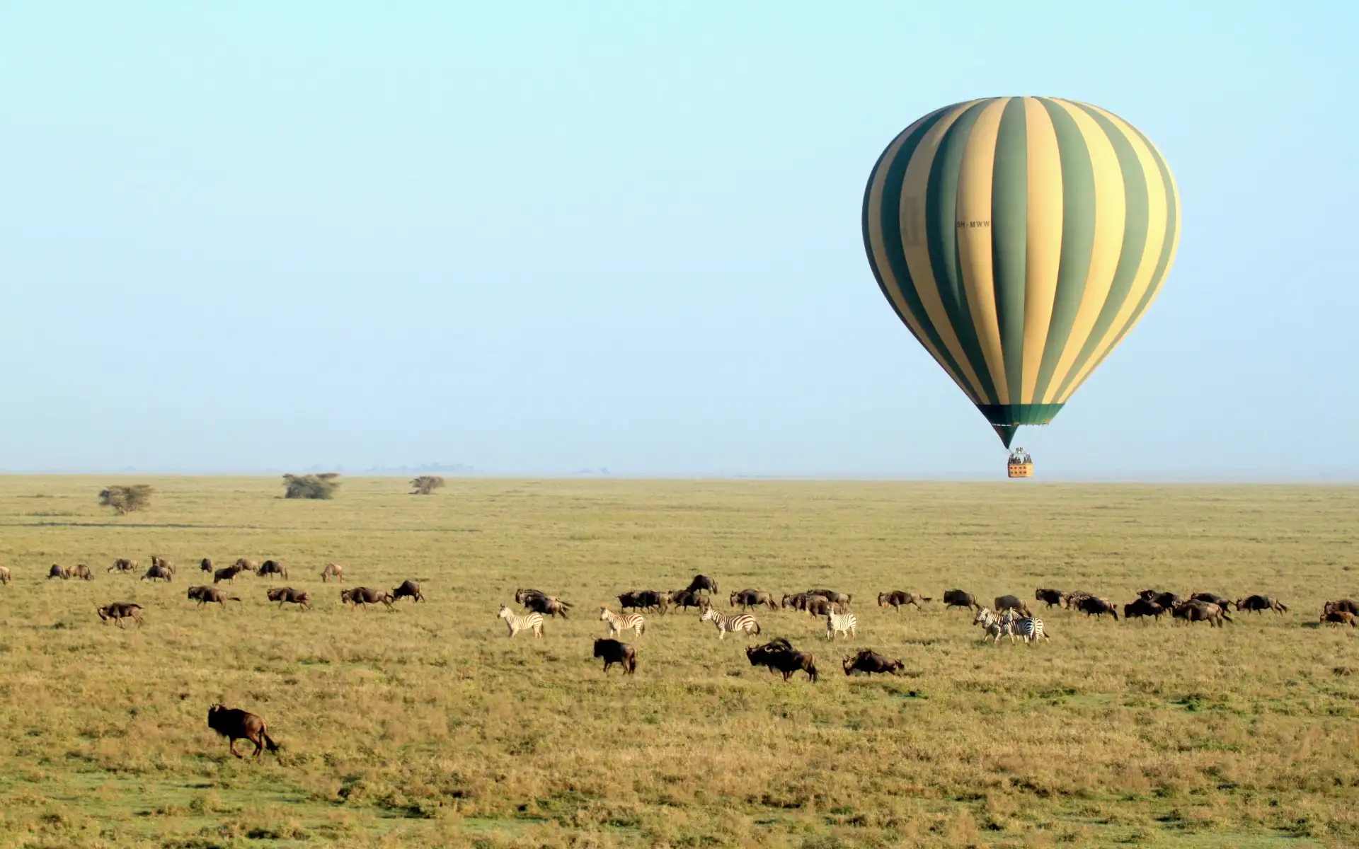 Morning game drive in Serengeti and transfer to Ngorongoro.