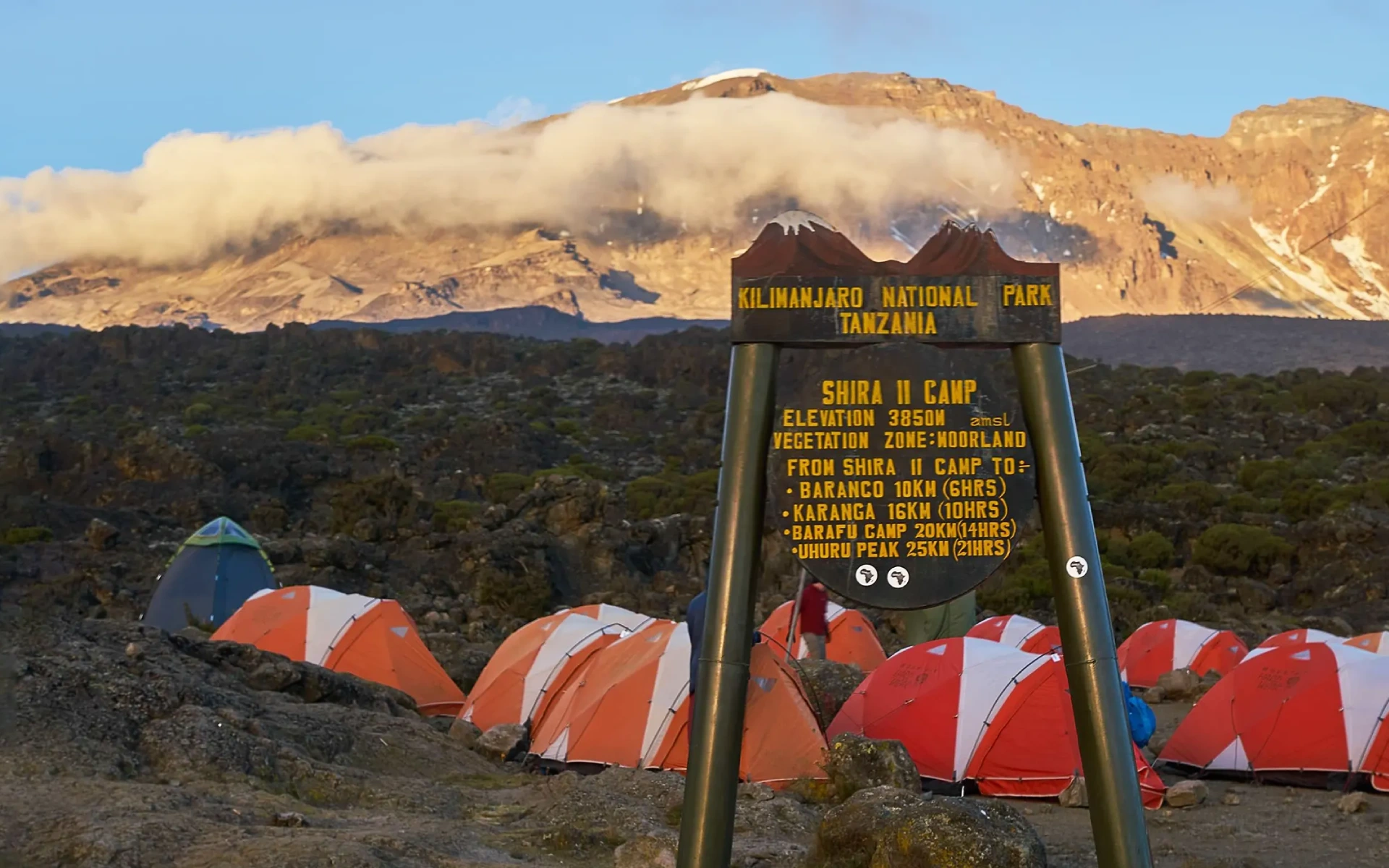 Wildlife on Kilimanjaro: What You'll Actually See While Climbing