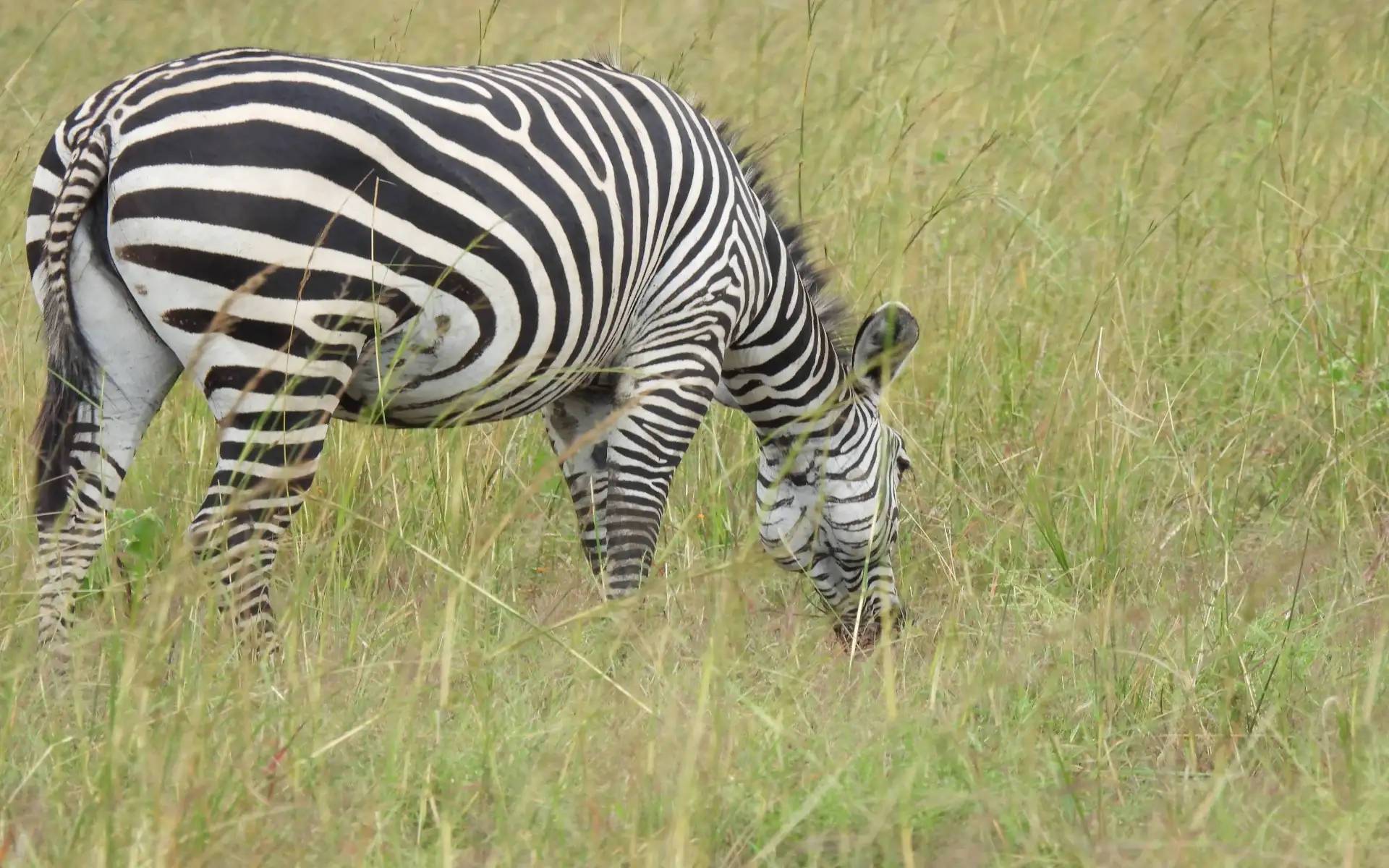 Serengeti Game Drive, Then Transfer to Ngorongoro for Your
