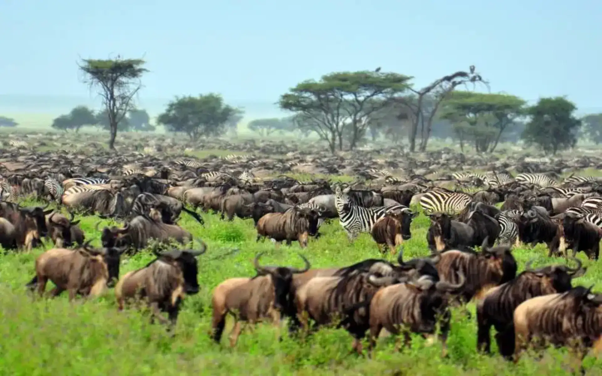 13-Days Tanzania Safari, Culture, Chimpanzee & Gorilla Adventure