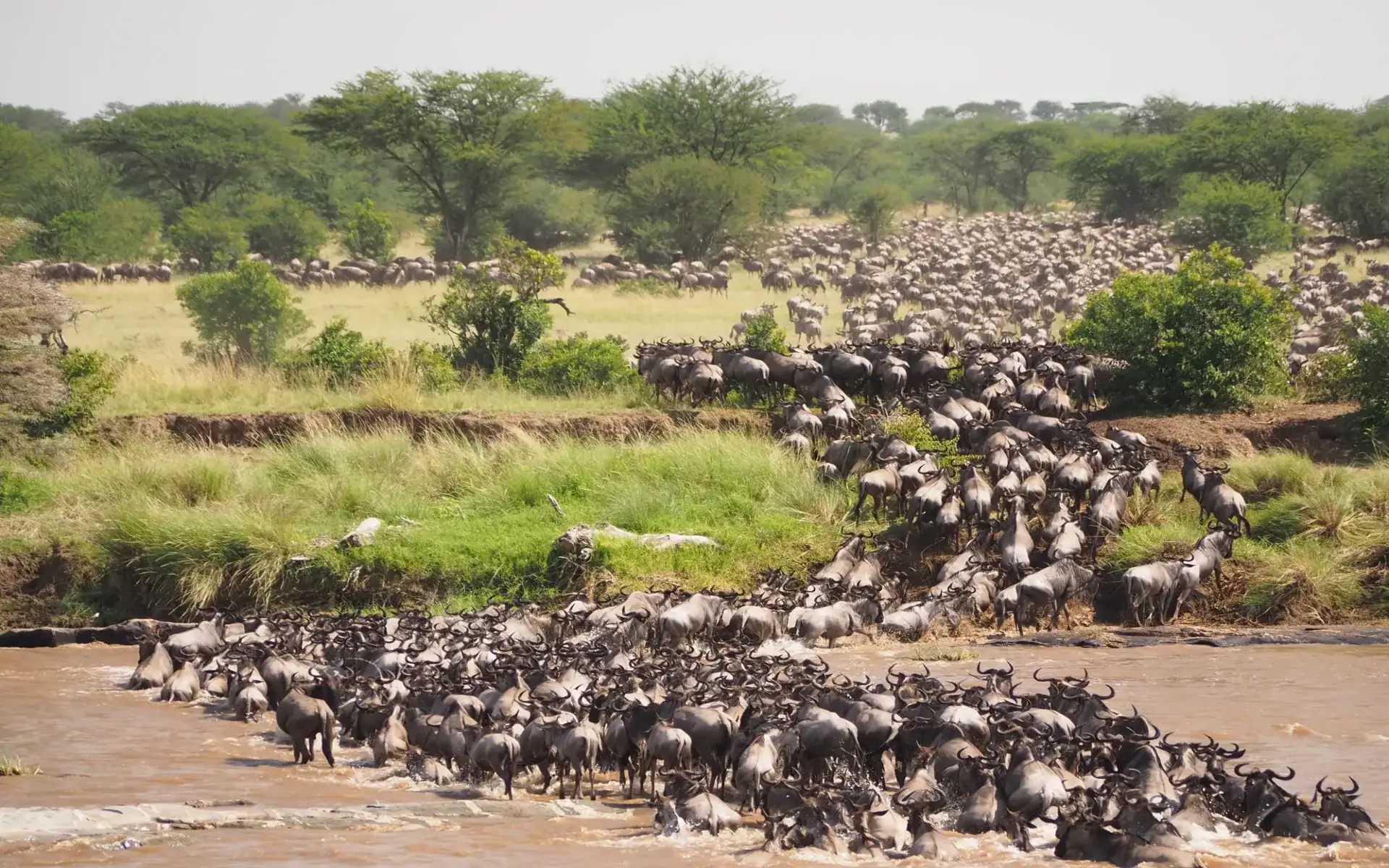 Tanzania Safari