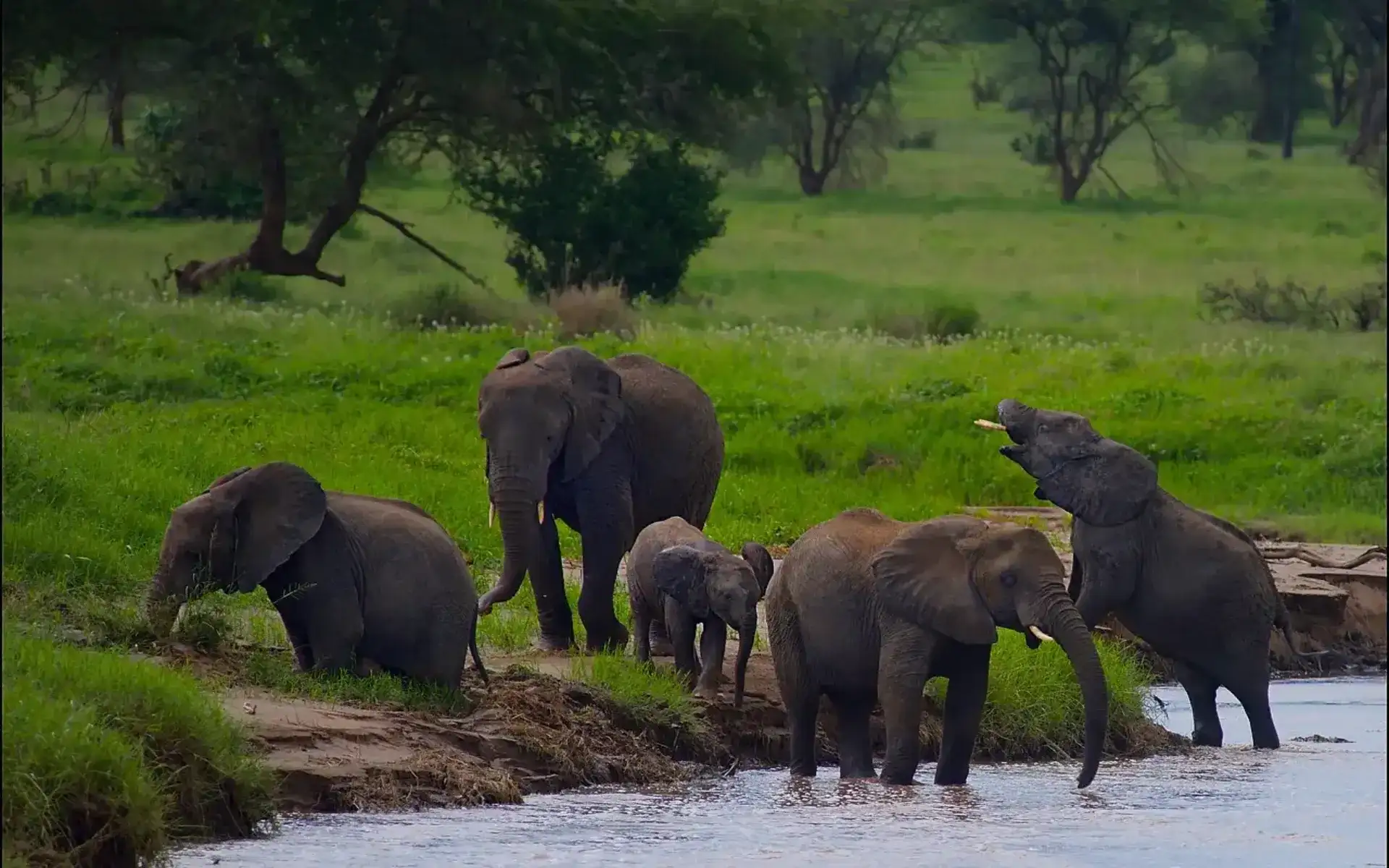 Arusha to Tarangire National Park
