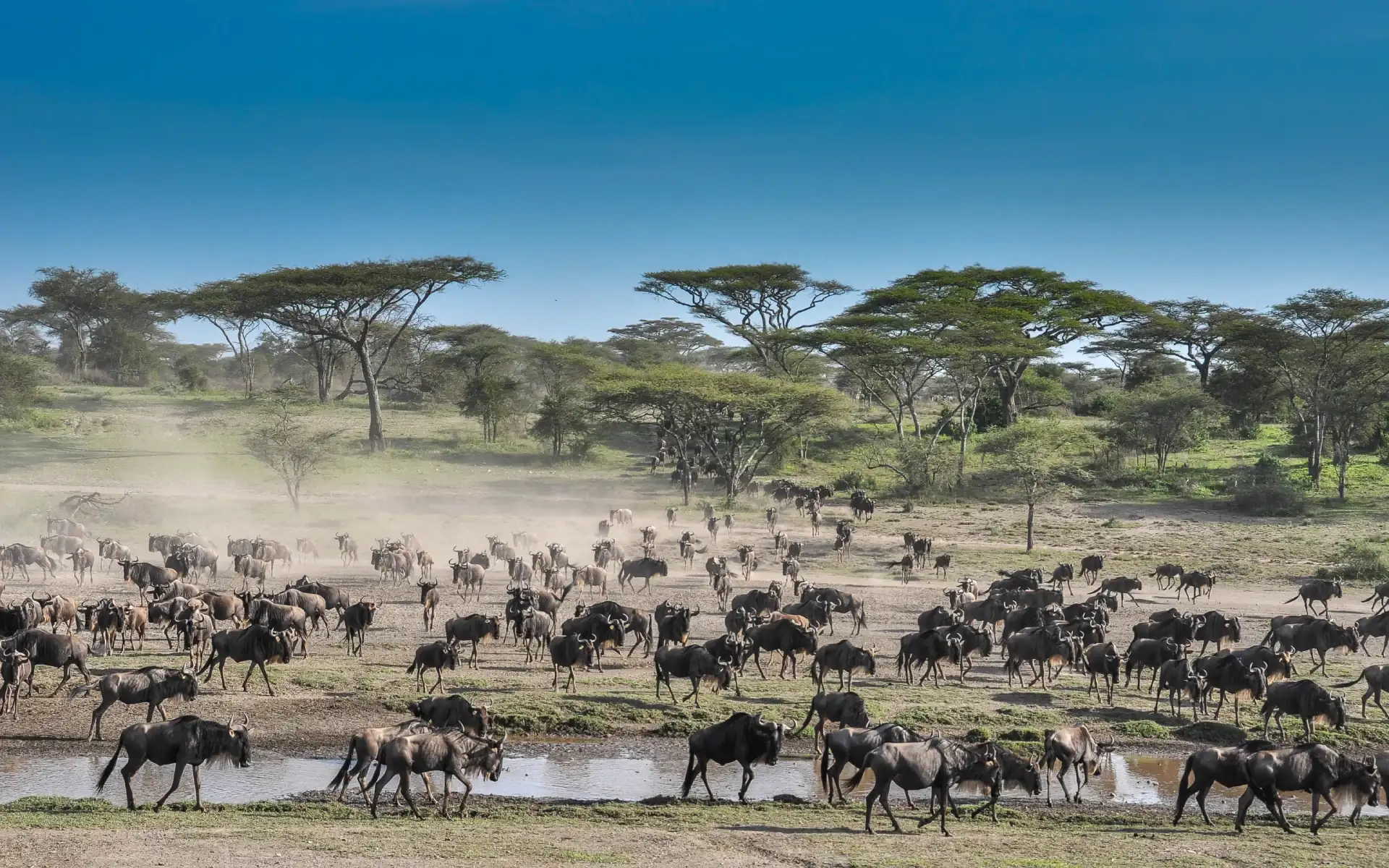 Great Migration