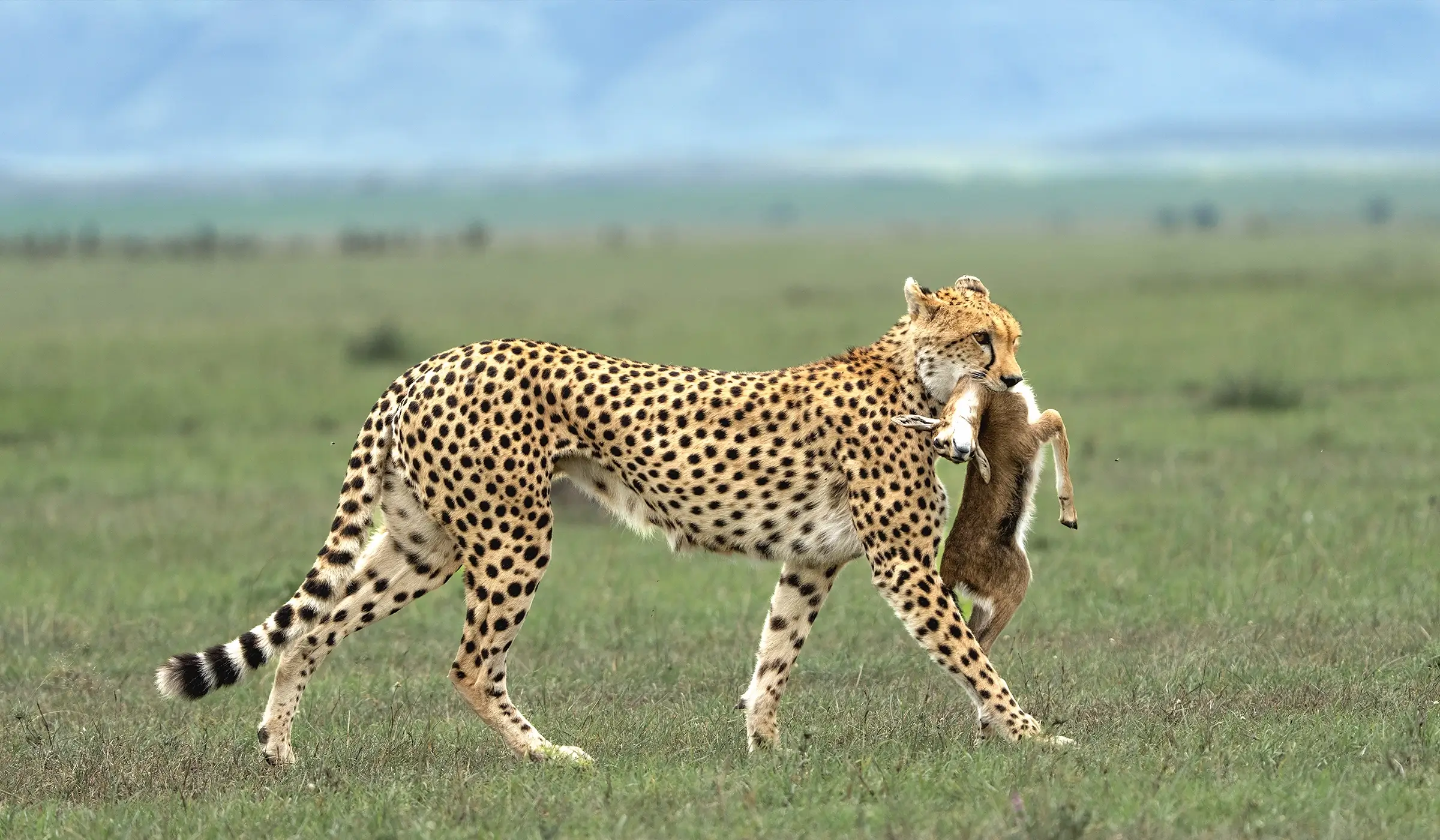 3-Days in the African Wilderness, Tanzania Safari 