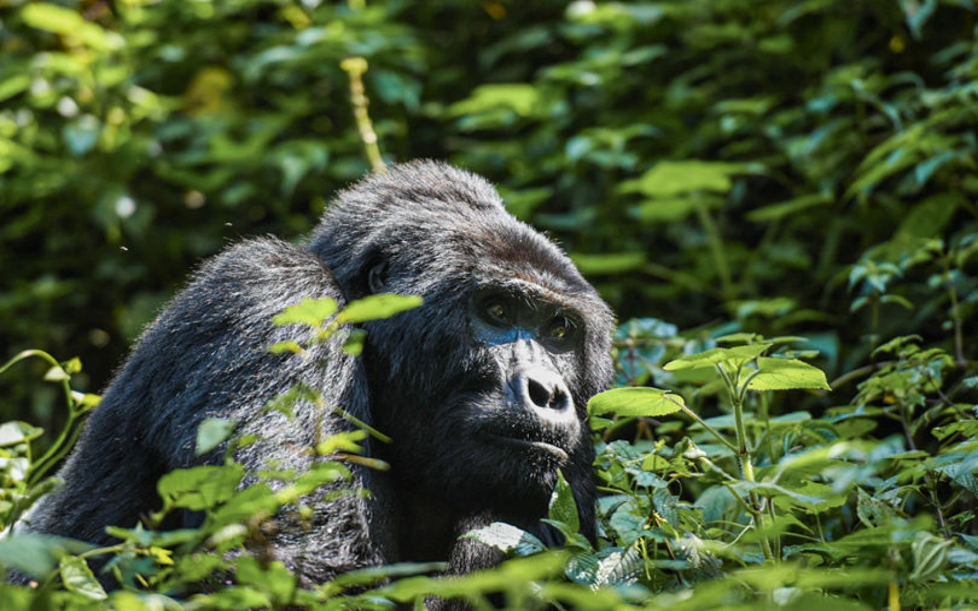 Best Time for Gorilla Trekking