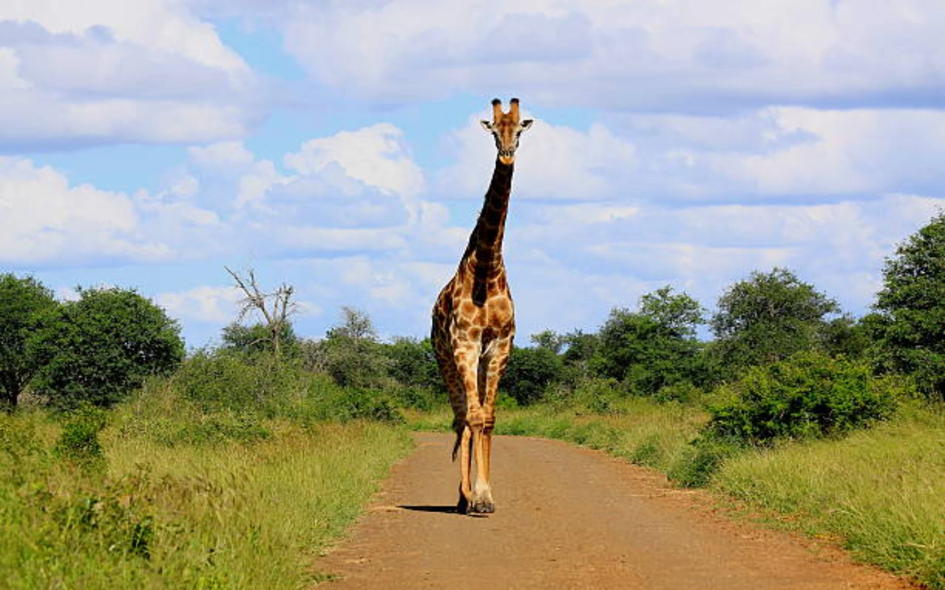 Giraffe