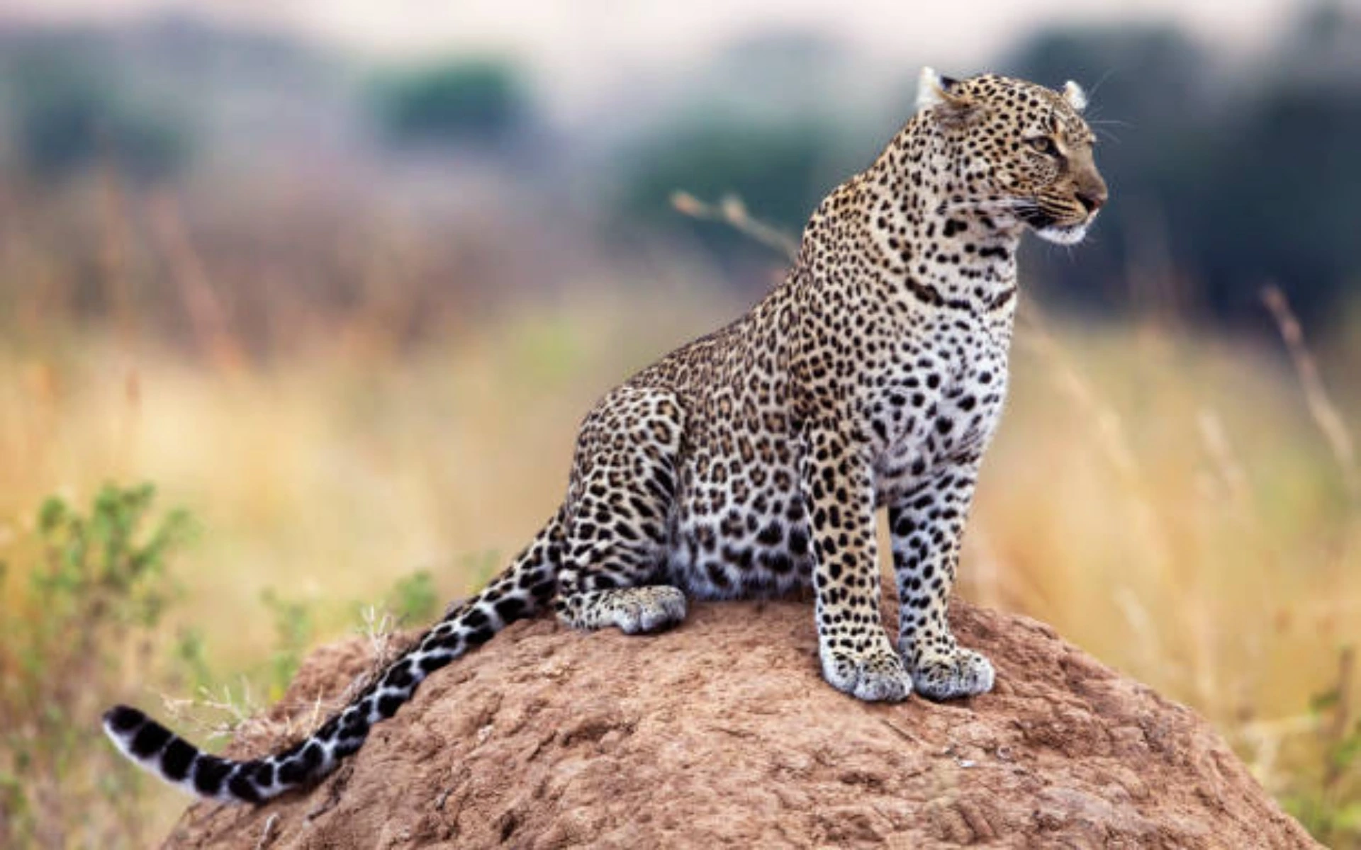 Leopard