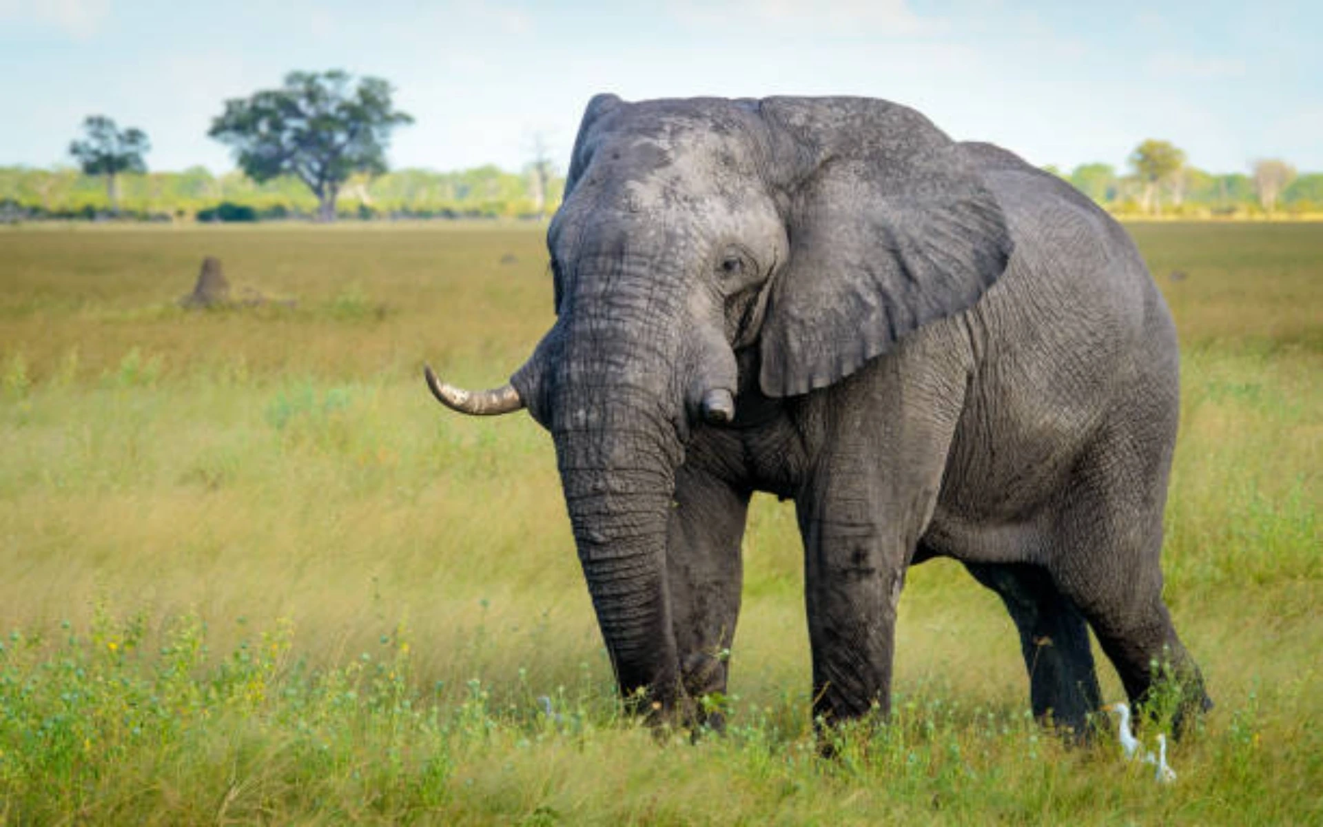  Elephant