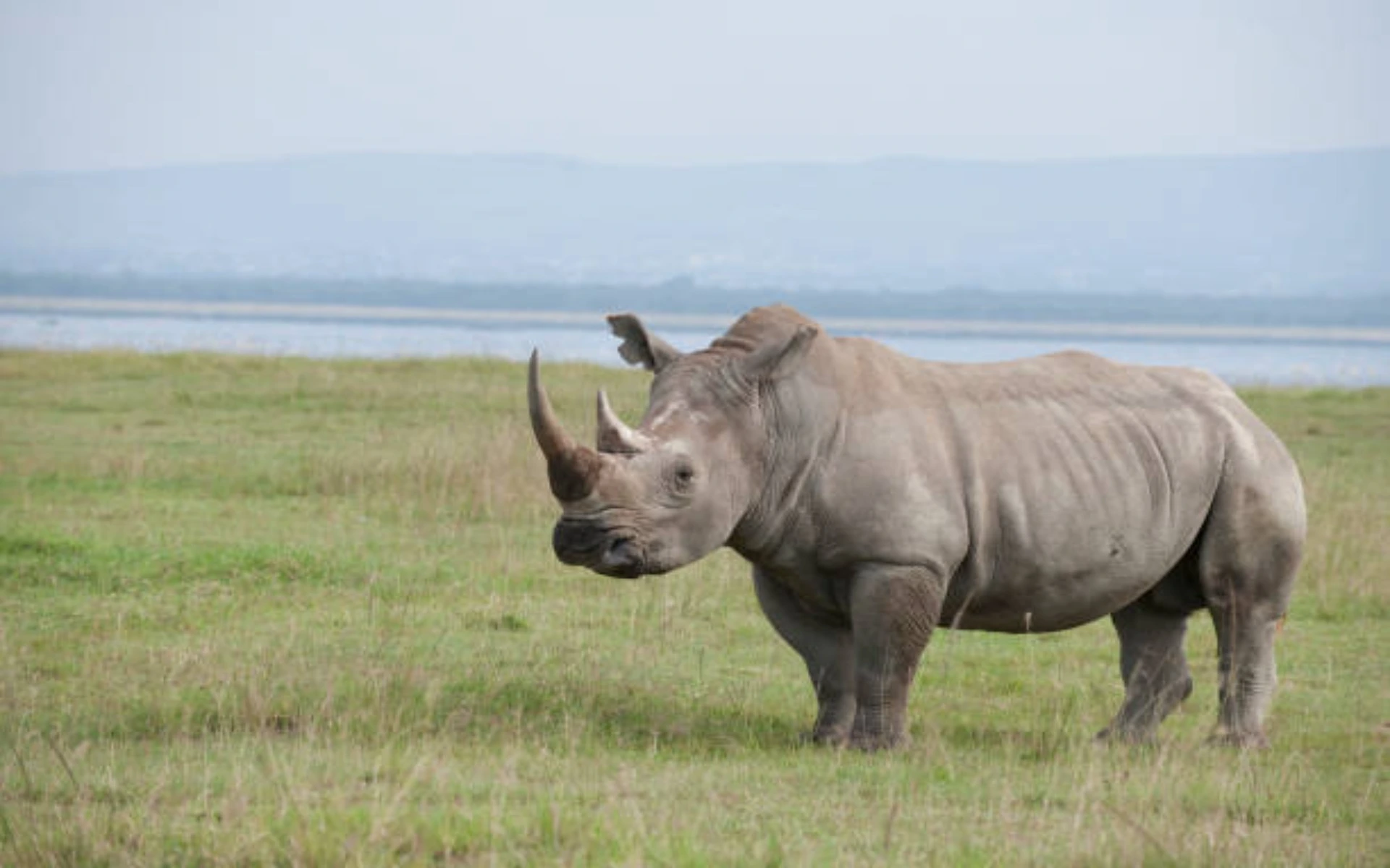 White rhinoceros