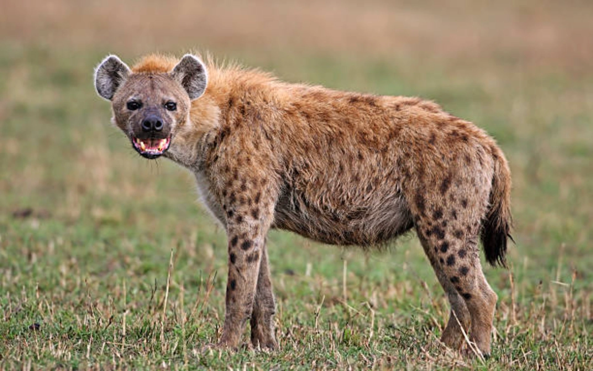 Hyena