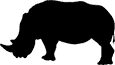 White rhinoceros