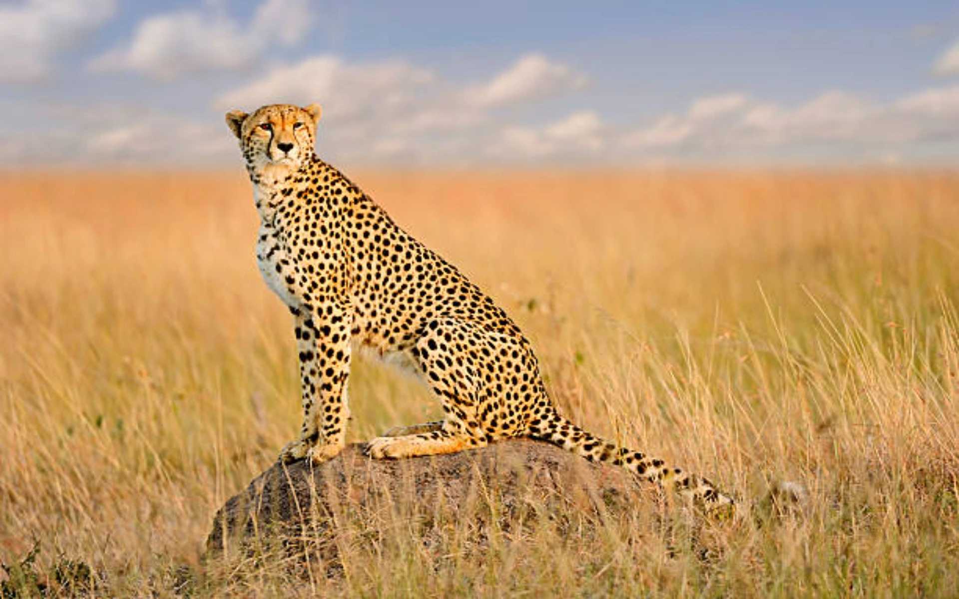 Cheetah