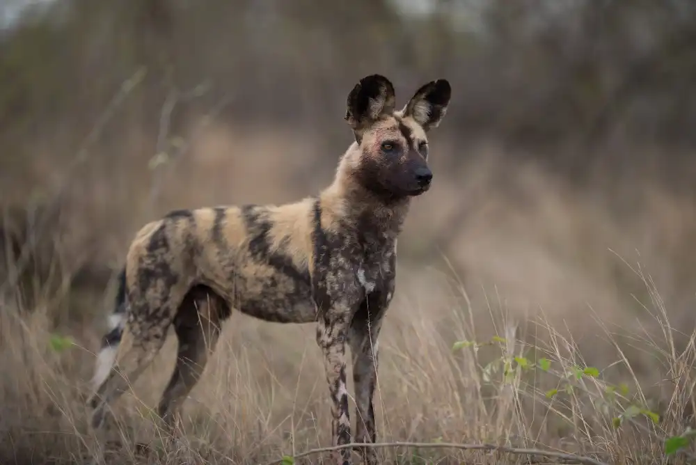 Wild dog