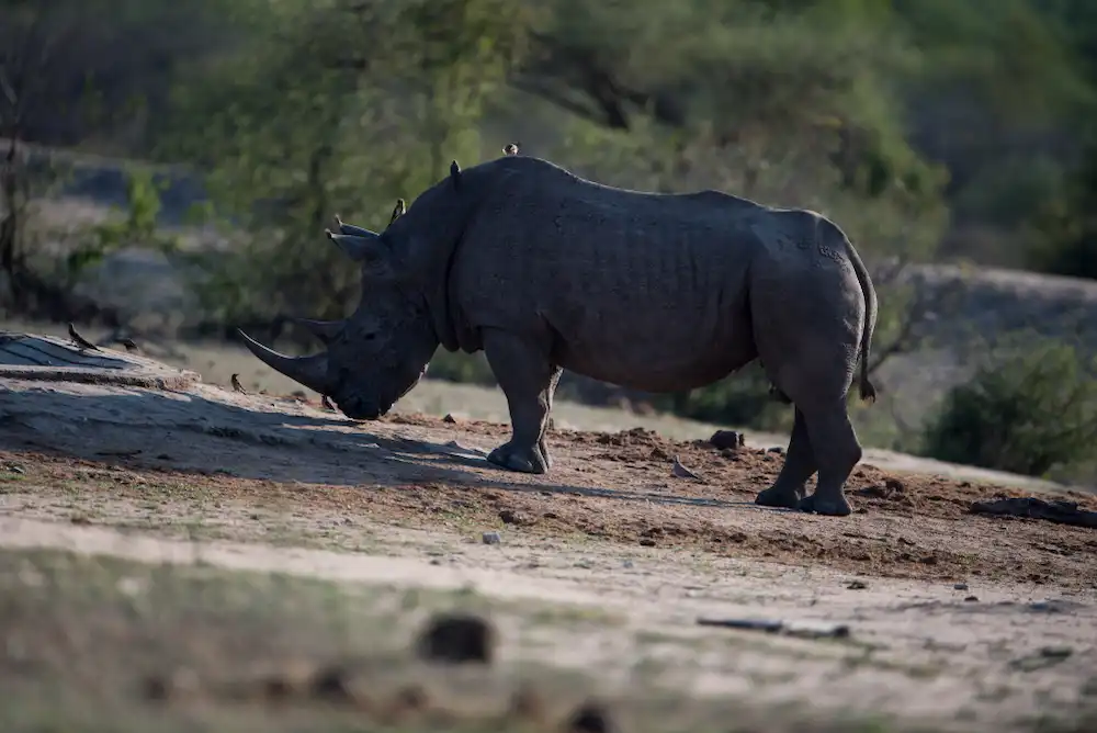 Black rhinoceros