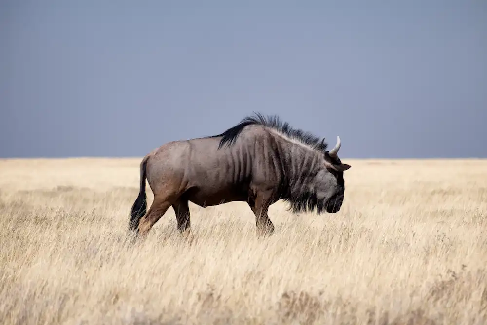 Wildebeest
