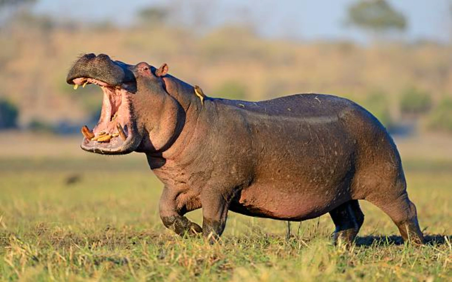 Hippopotamus