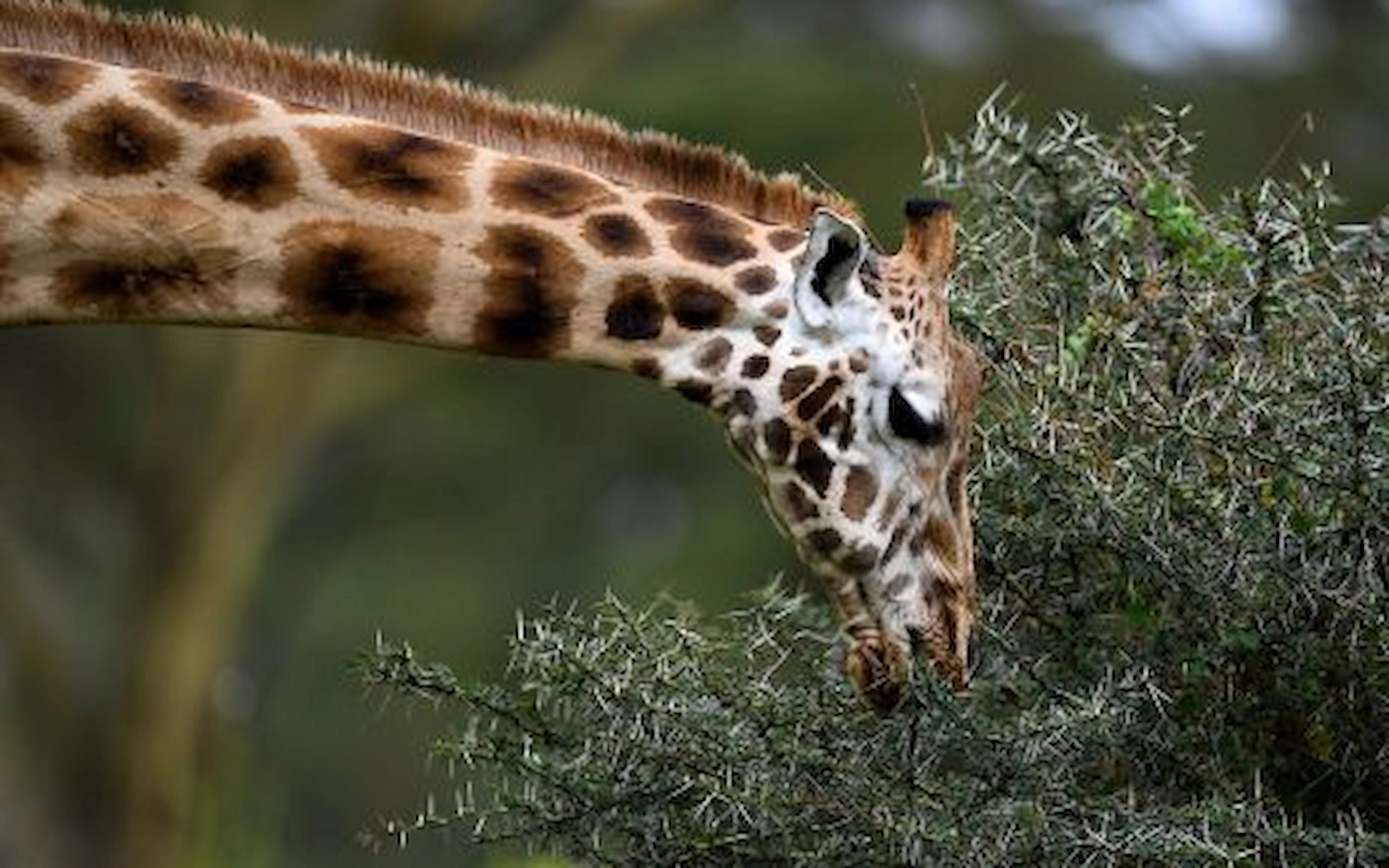  Lake Nakuru National Park — photo 2