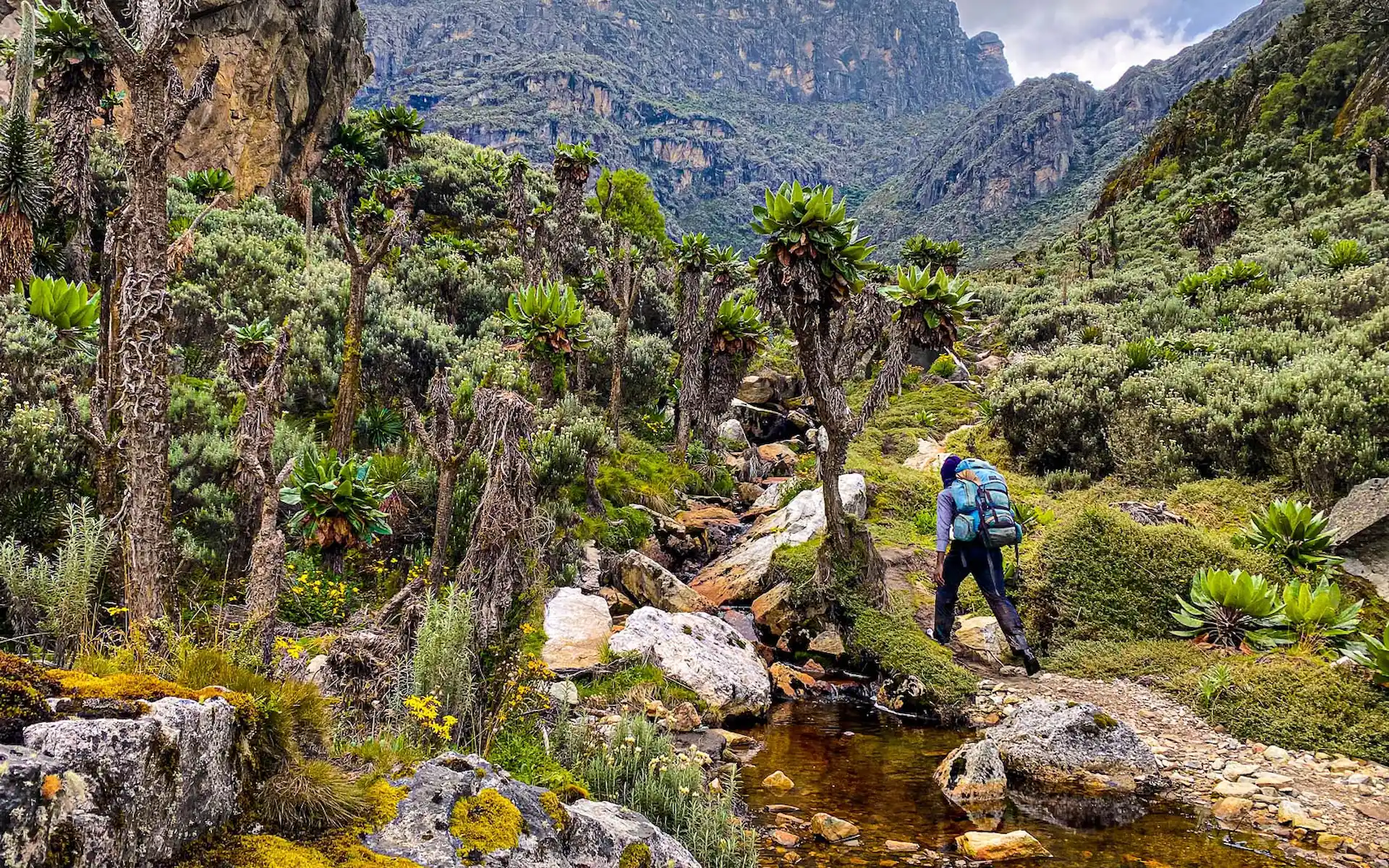 Rwenzori Mountains — photo 4
