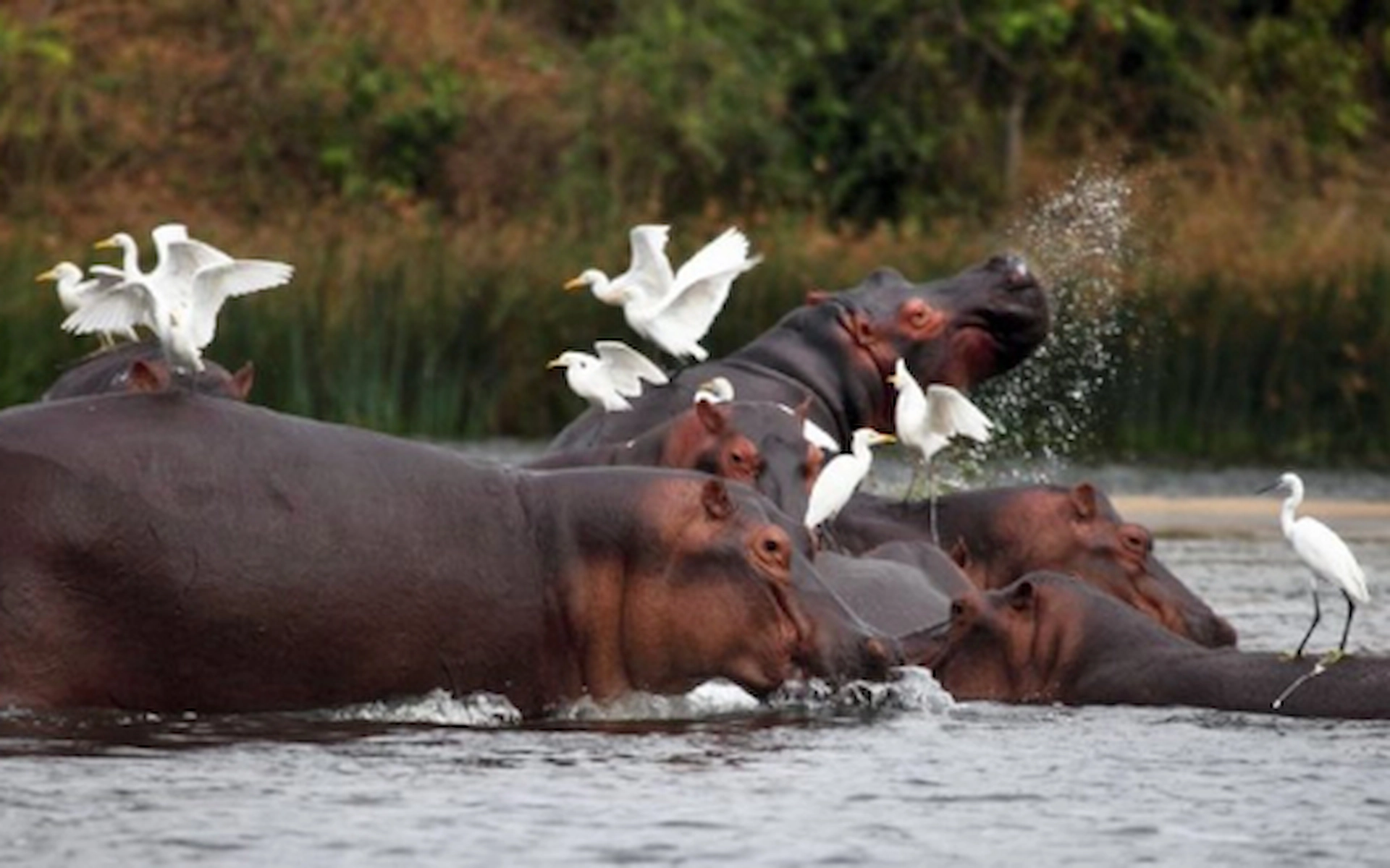 Kazinga Channel Boat Trip  — photo 2