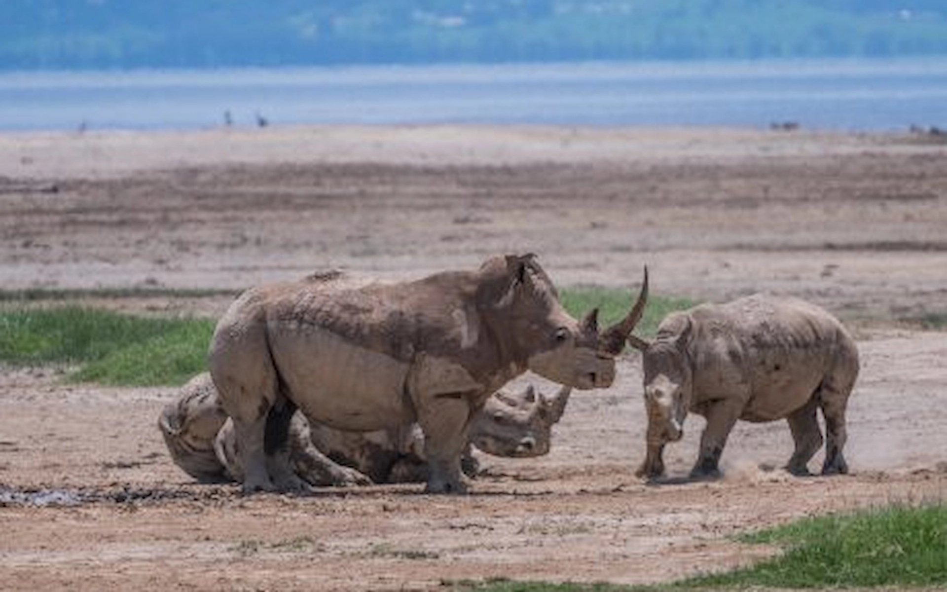  Lake Nakuru National Park — photo 6
