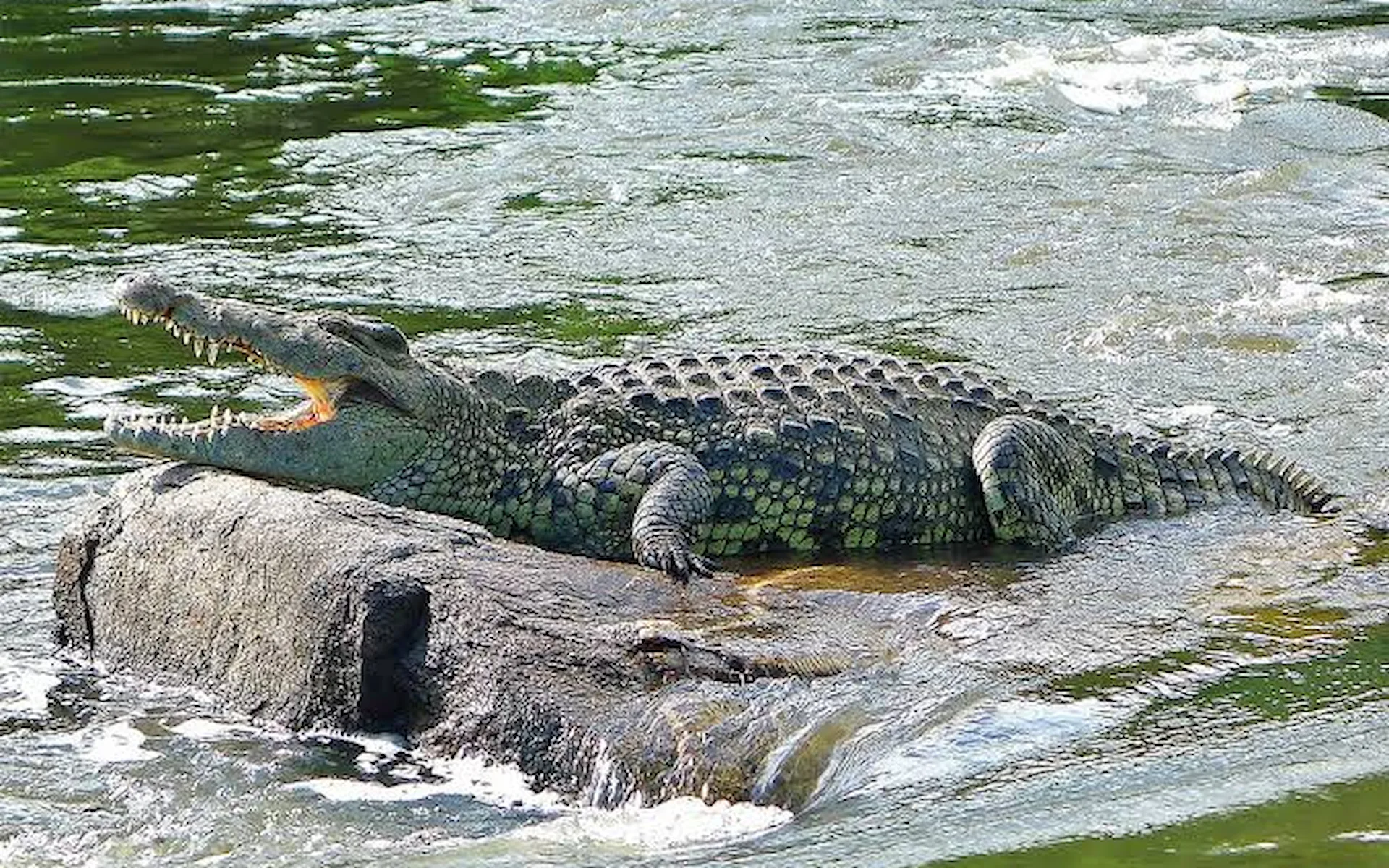  Murchison Falls National Park — photo 1