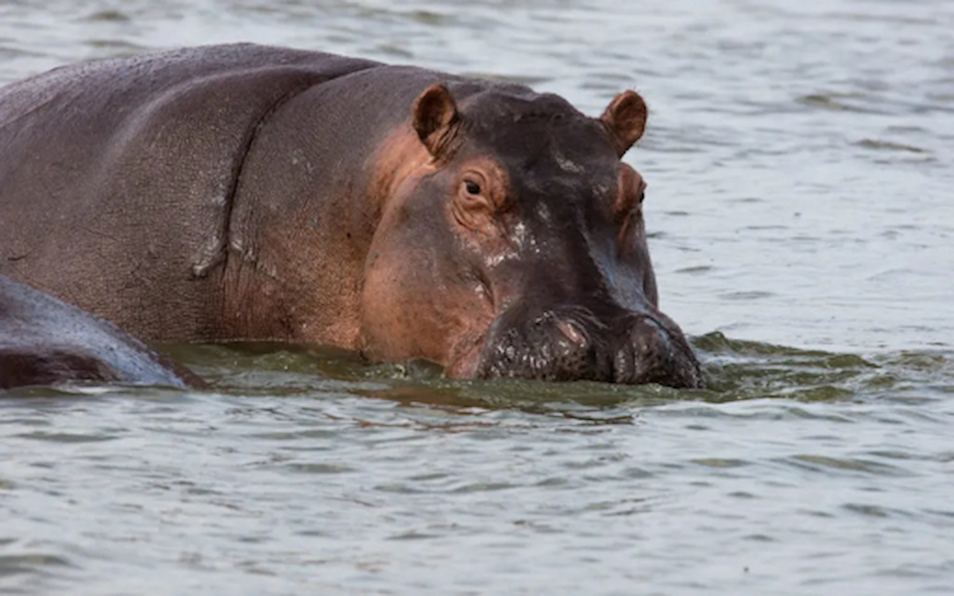 Kazinga Channel Boat Trip  — photo 1
