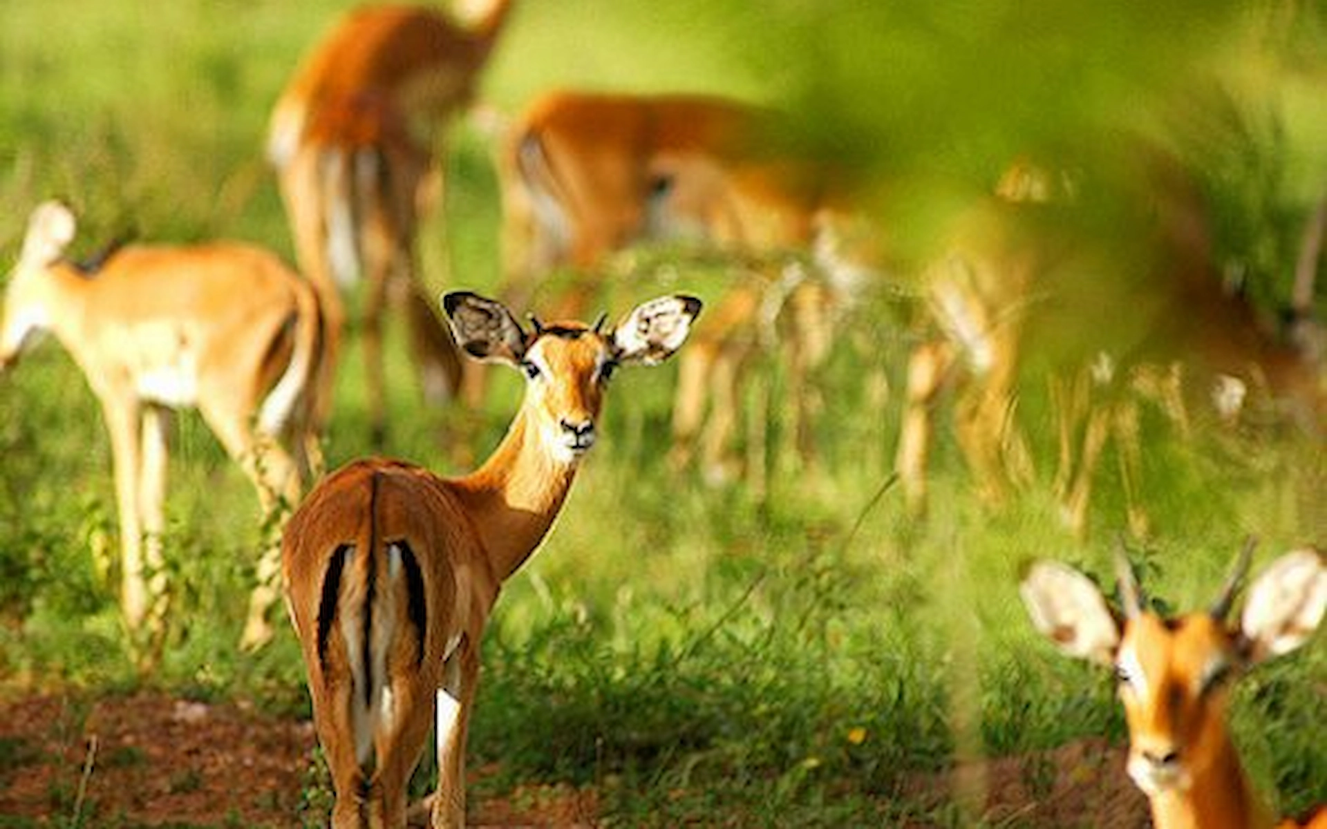 Lake Mburo National Park — photo 1