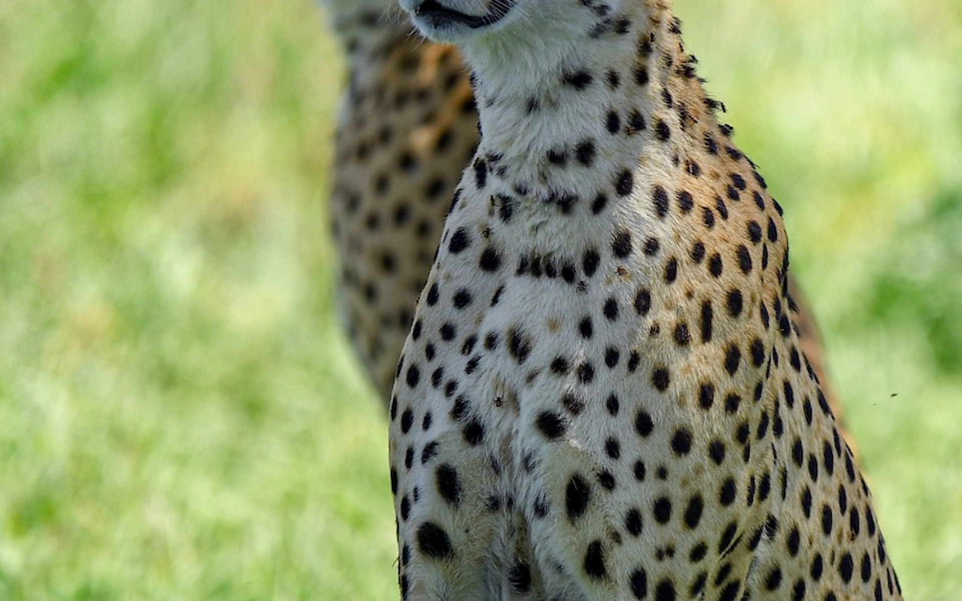 Amboseli National Park — photo 6