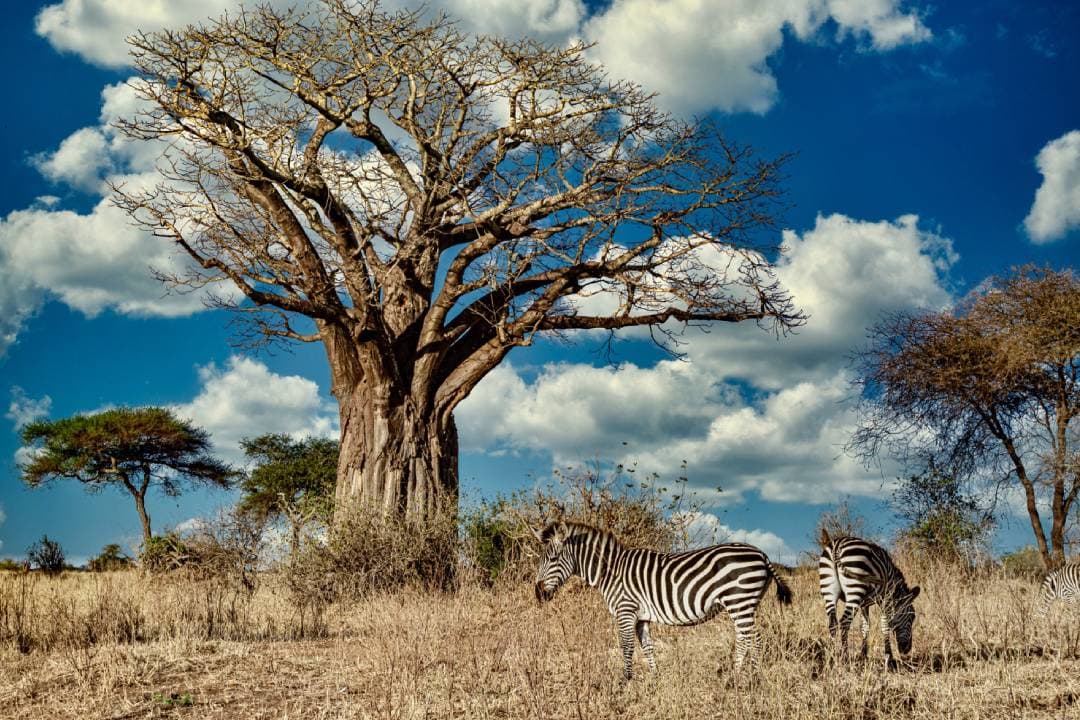Tarangire National Park — photo 6