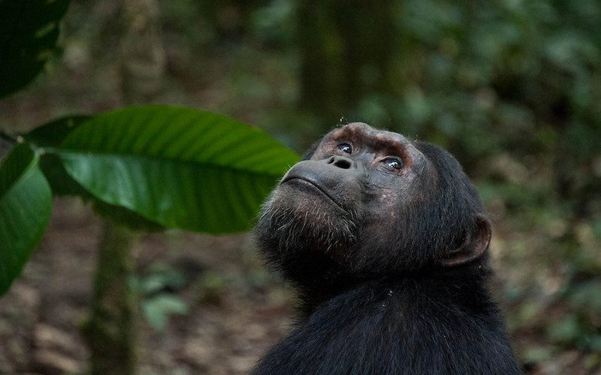  Kibale National Park — photo 1