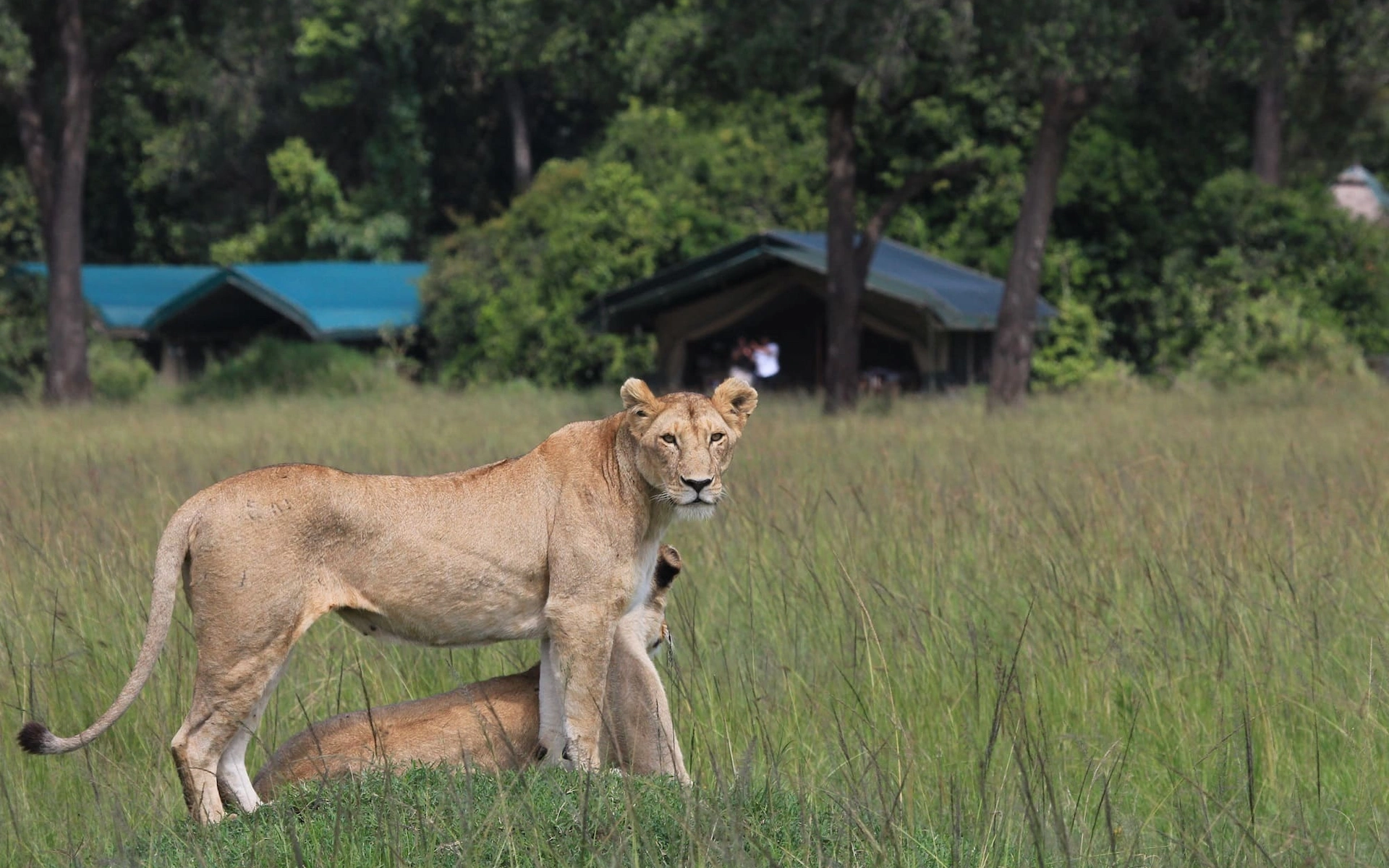 Maasai Mara National Reserve  — photo 6