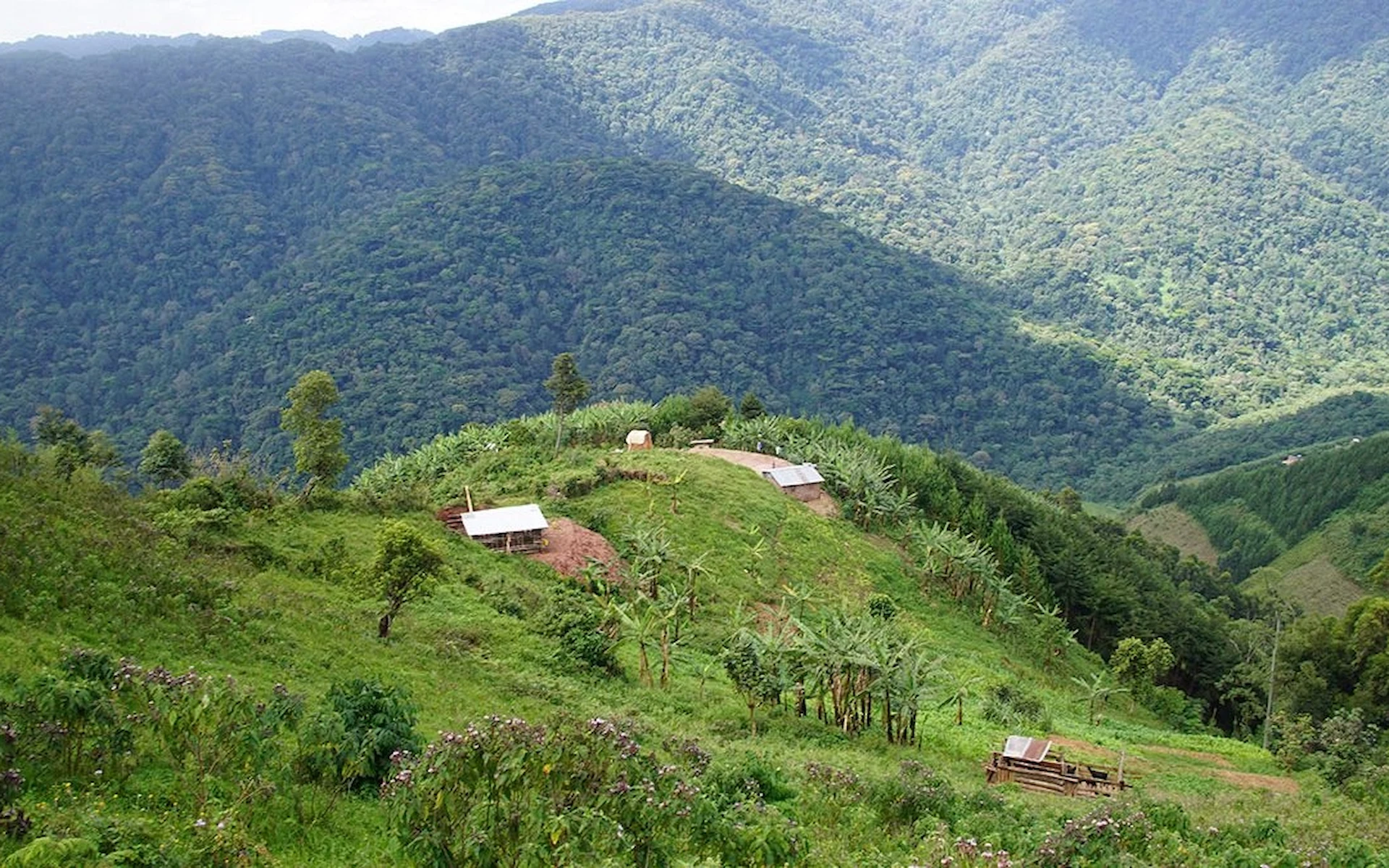 Bwindi Impenetrable National Park — photo 1