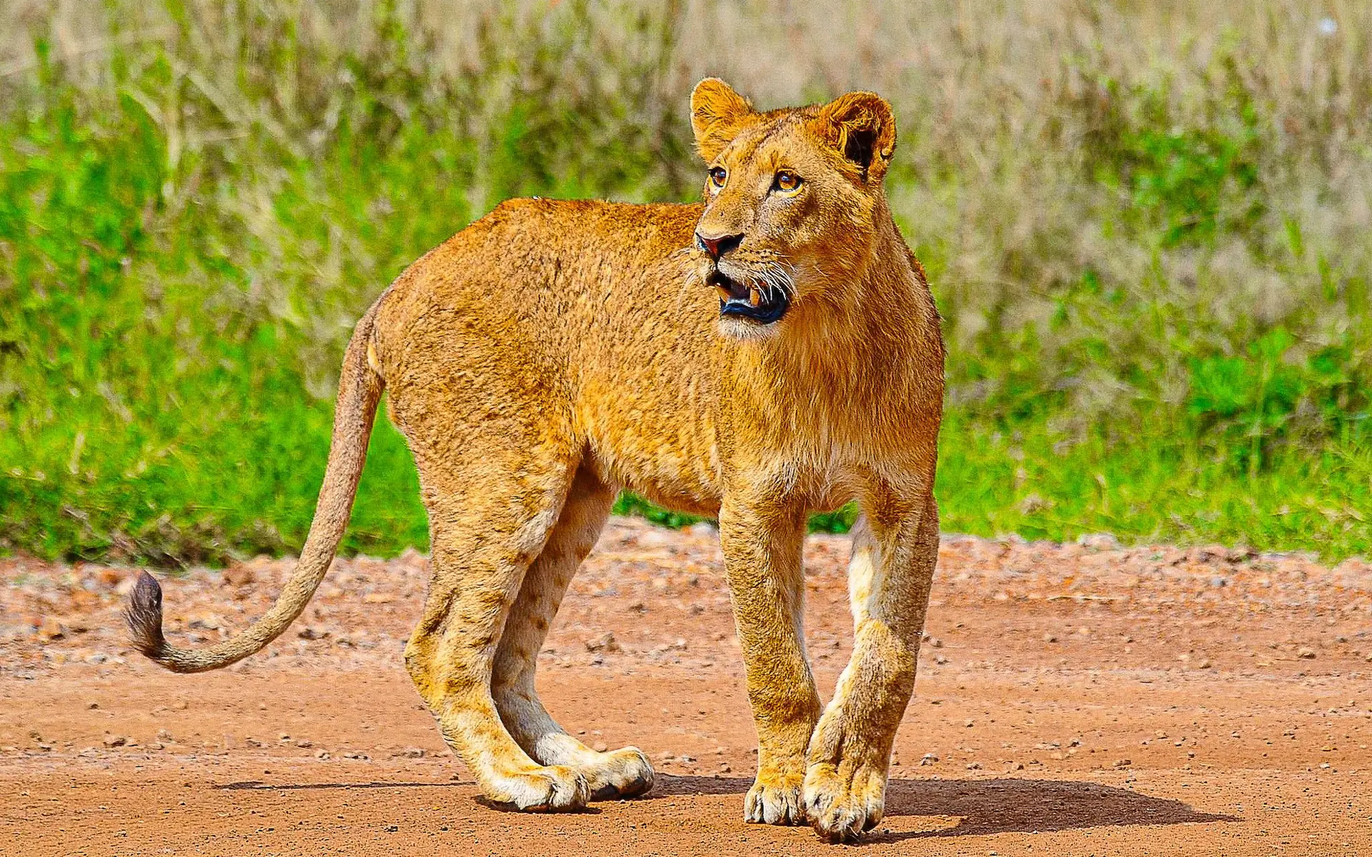Nairobi National Park — photo 4