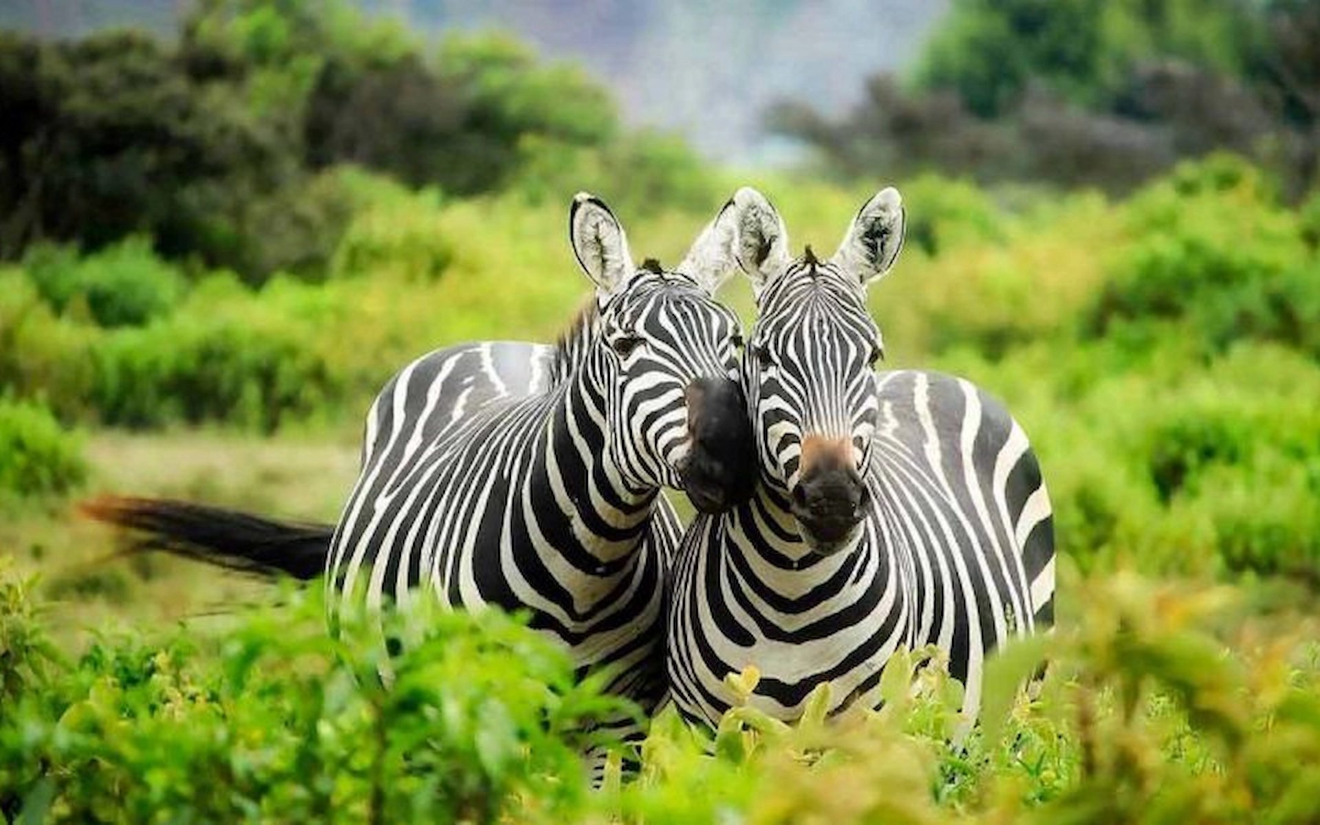 Lake Mburo National Park — photo 8