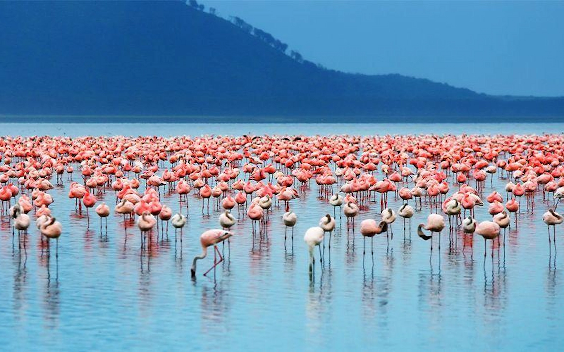 Lake Manyara National Park — photo 8