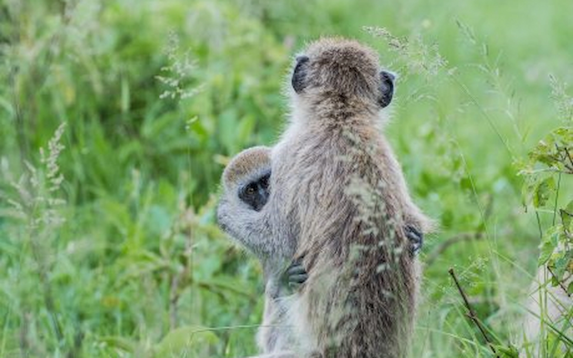  Lake Nakuru National Park — photo 5