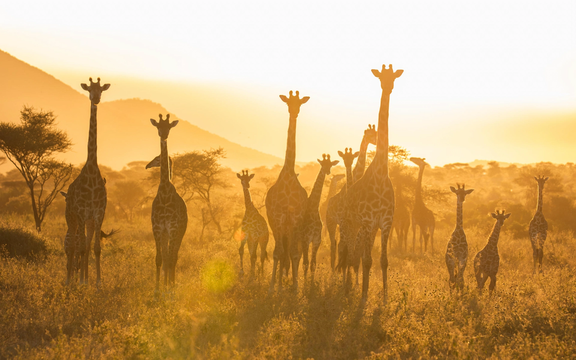 Serengeti National Park — photo 3