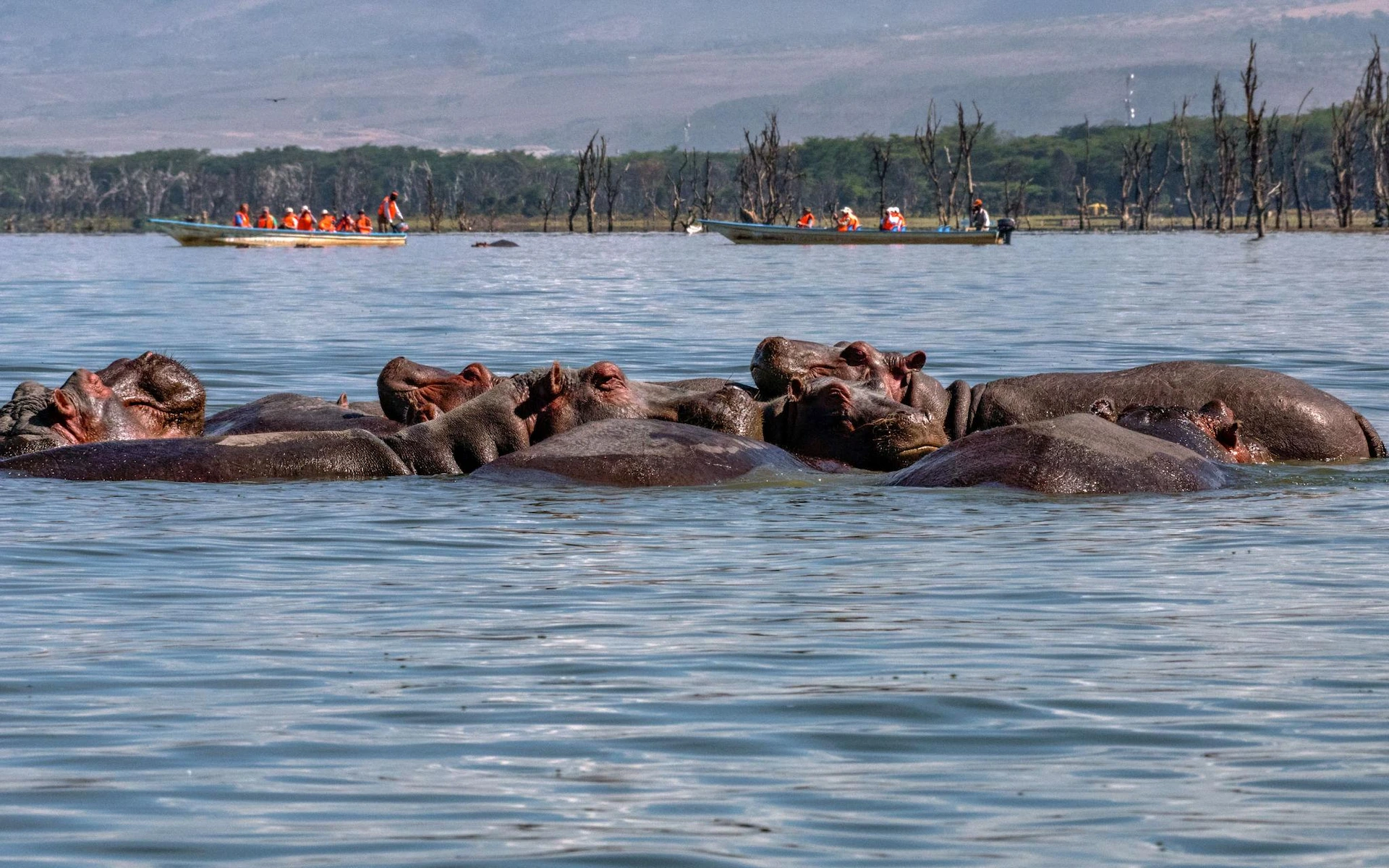 Lake Naivasha — photo 2