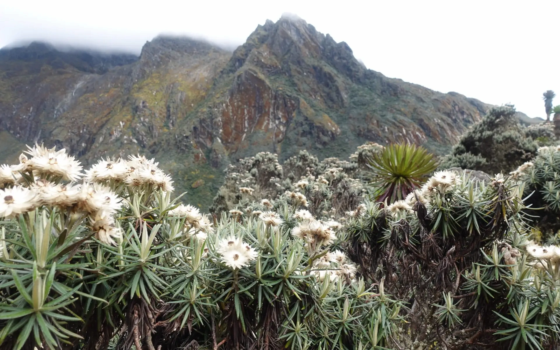 Rwenzori Trek — photo 2