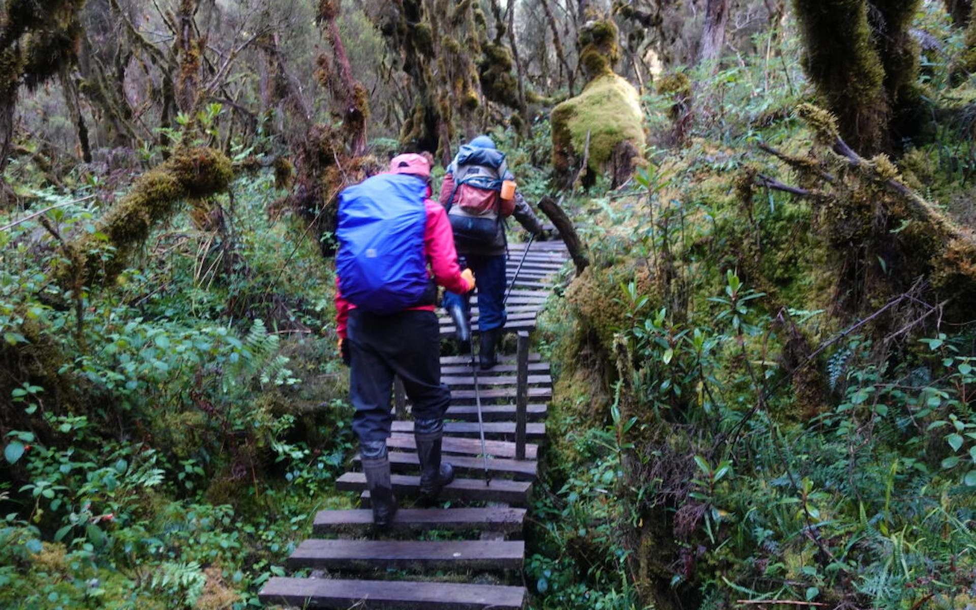 Nyabitaba Camp – 2,651 m — photo 3