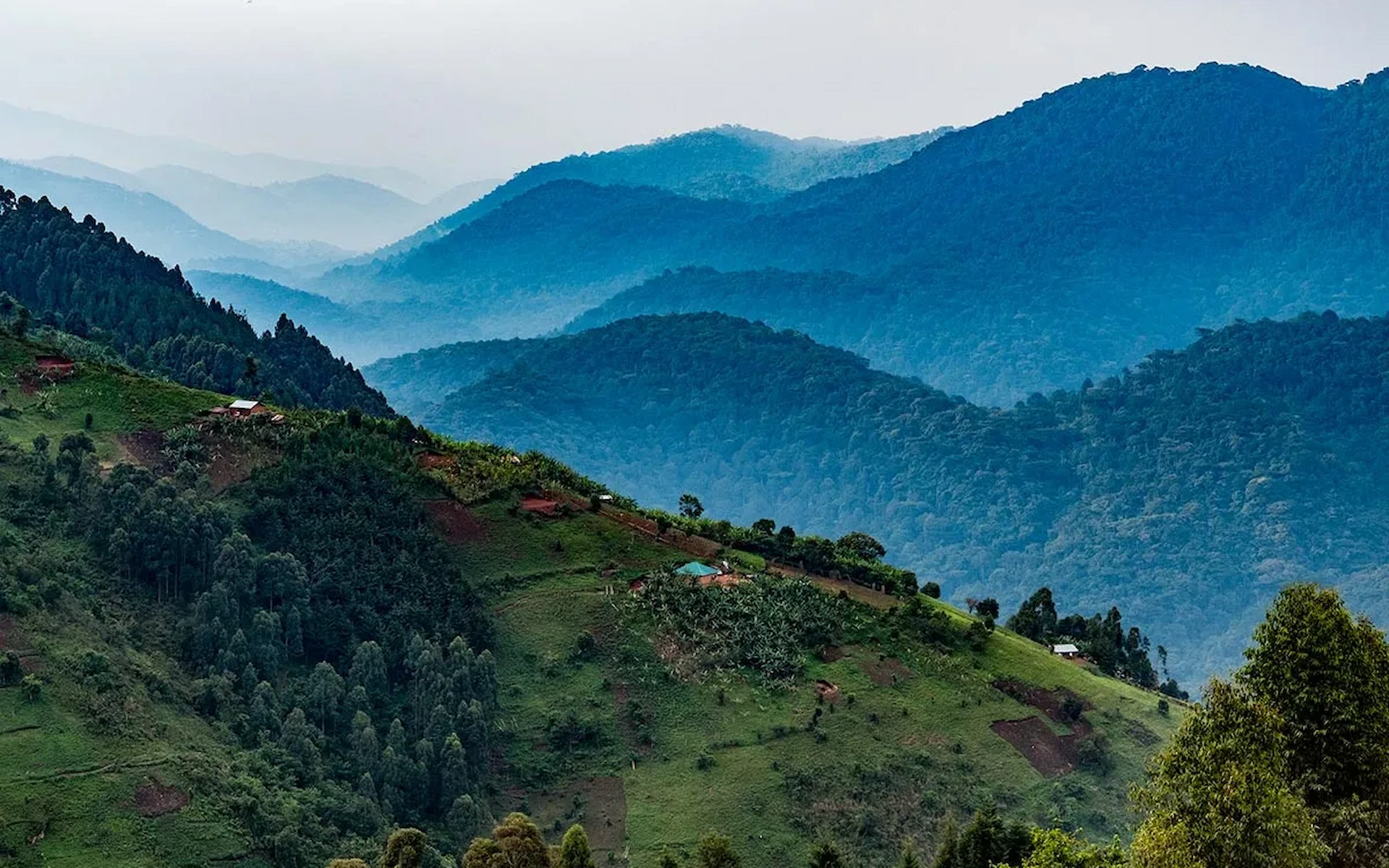 Bwindi Impenetrable National Park — photo 7