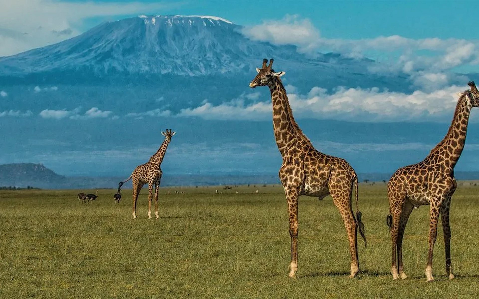 Amboseli National Park — photo 7