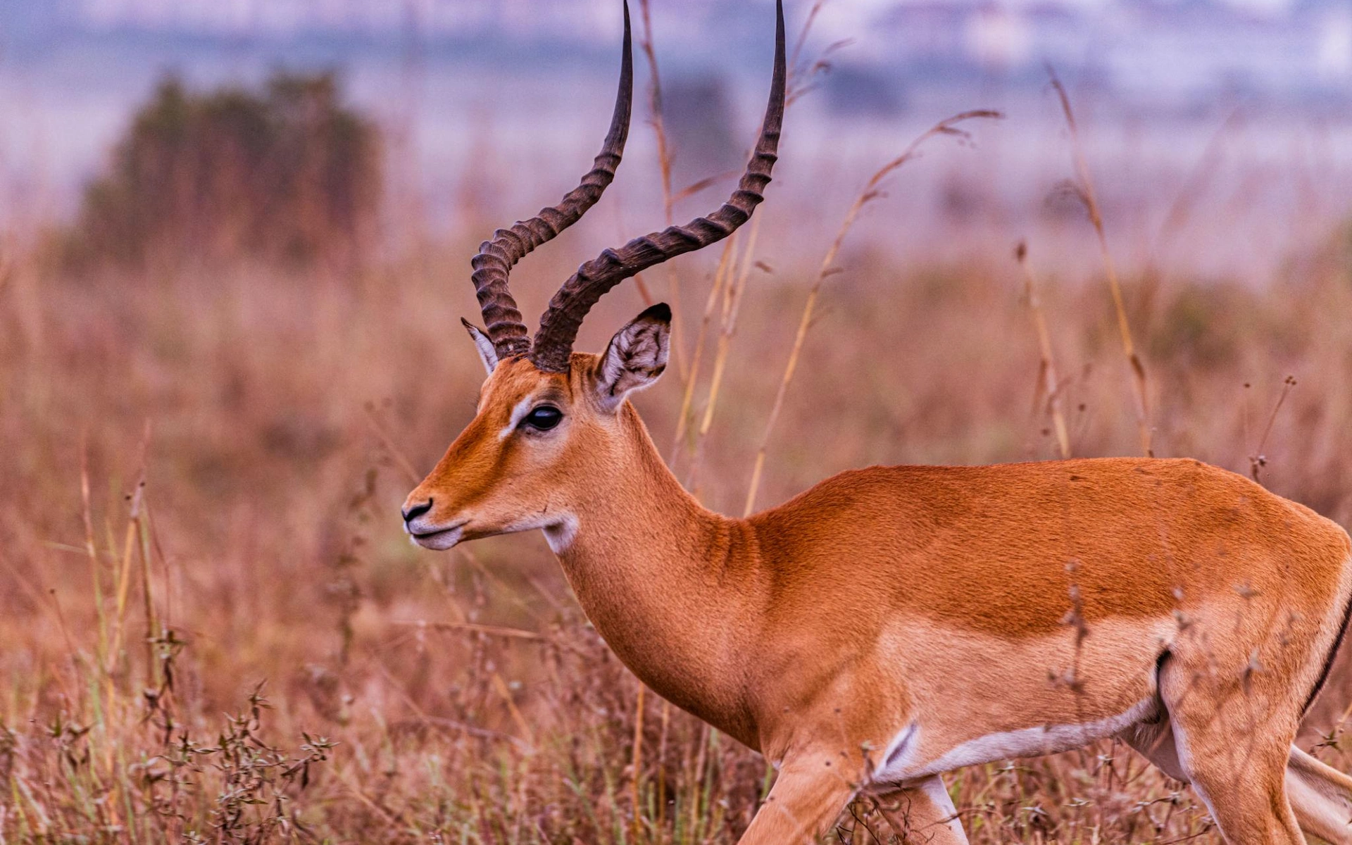 Nairobi National Park — photo 3