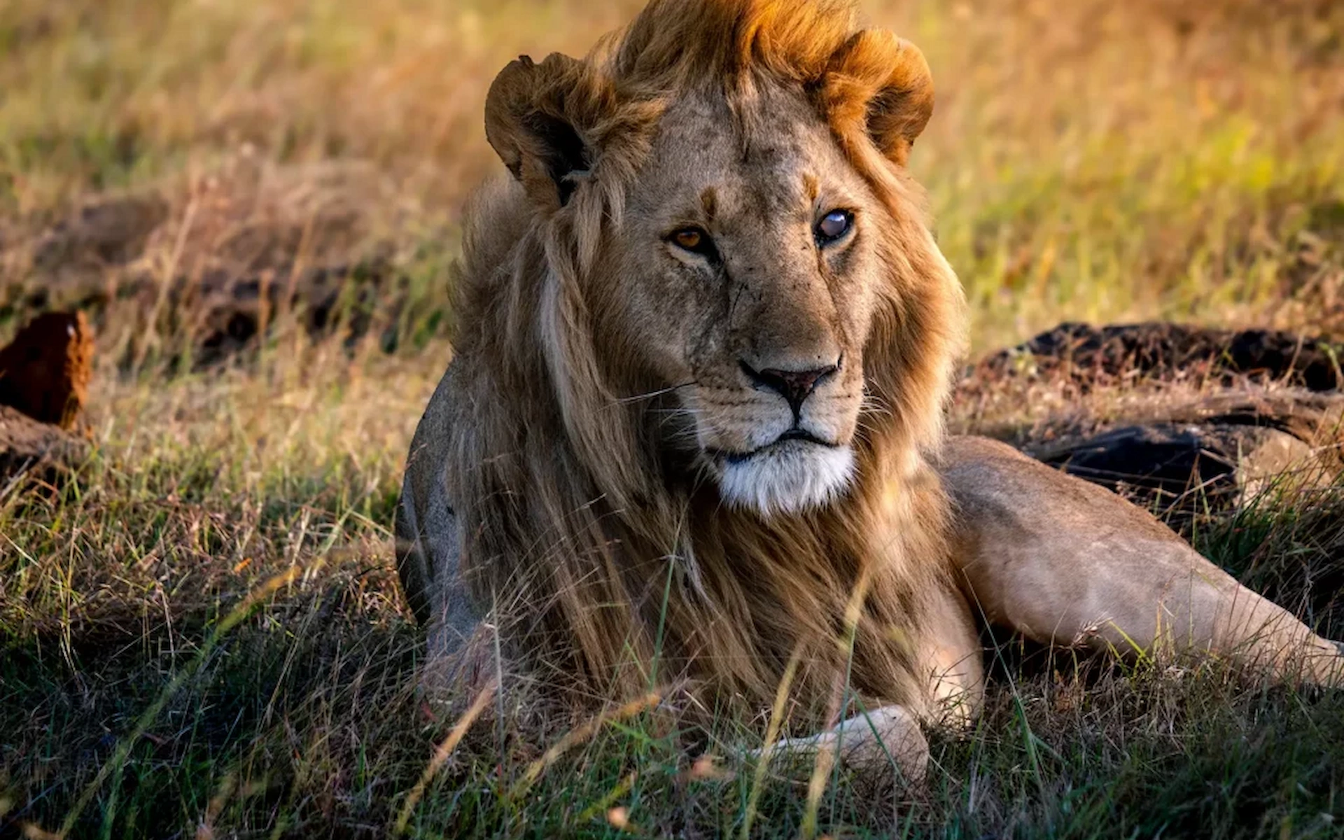 Maasai Mara National Reserve  — photo 5