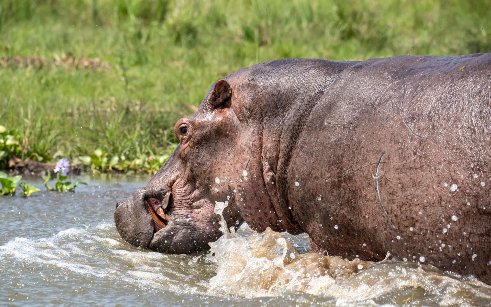  Murchison Falls National Park — photo 2