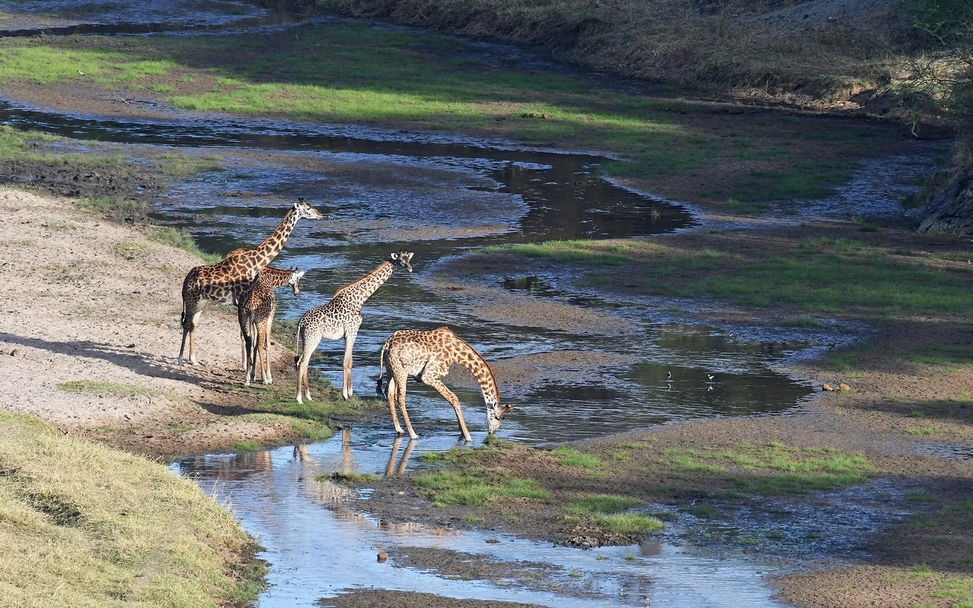 Tarangire National Park — photo 4