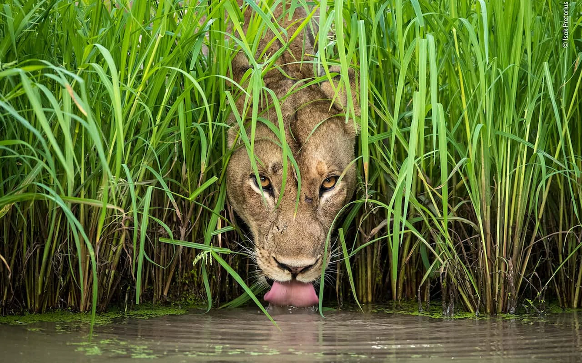 Queen Elizabeth National Park — photo 4