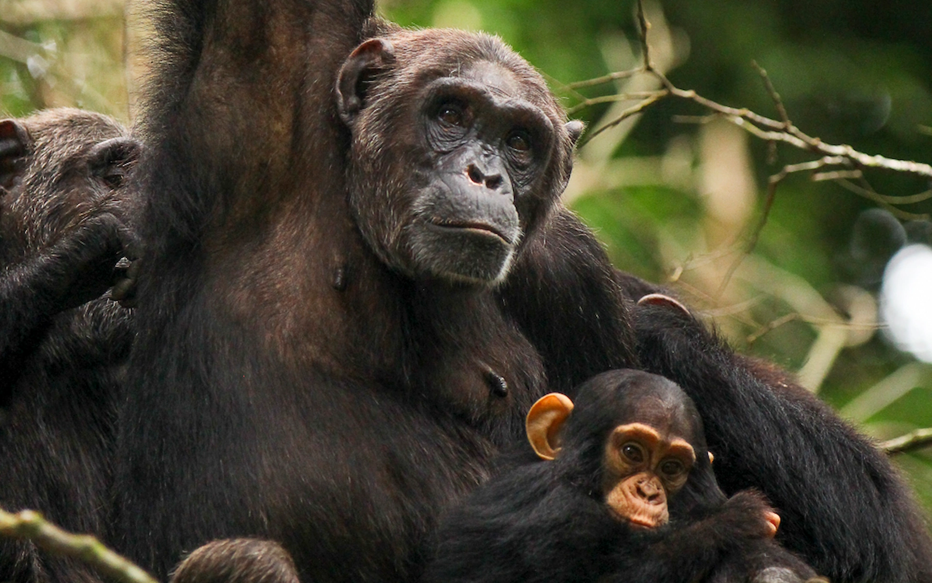 Kibale National Park (Chimps) — photo 2