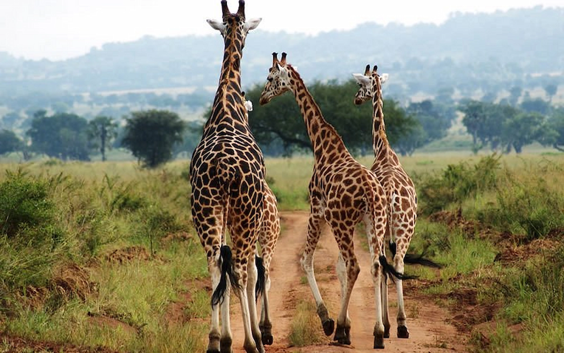  Kidepo Valley National Park — photo 2