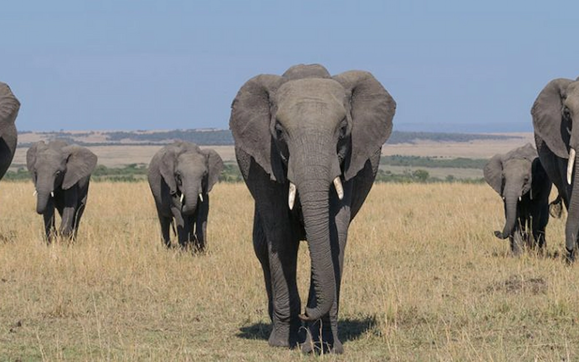 Maasai Mara National Reserve  — photo 3